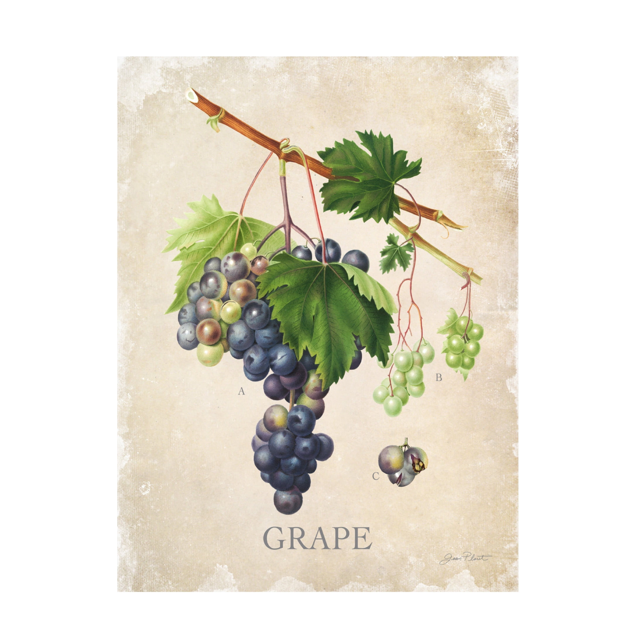Canvas Wall Art - Jean Plout 'Luscious Fruit Study C' Wall Art for Living Room, Bedroom, or Office Décor by Trademark Fine Art - 24 x 32 Inches