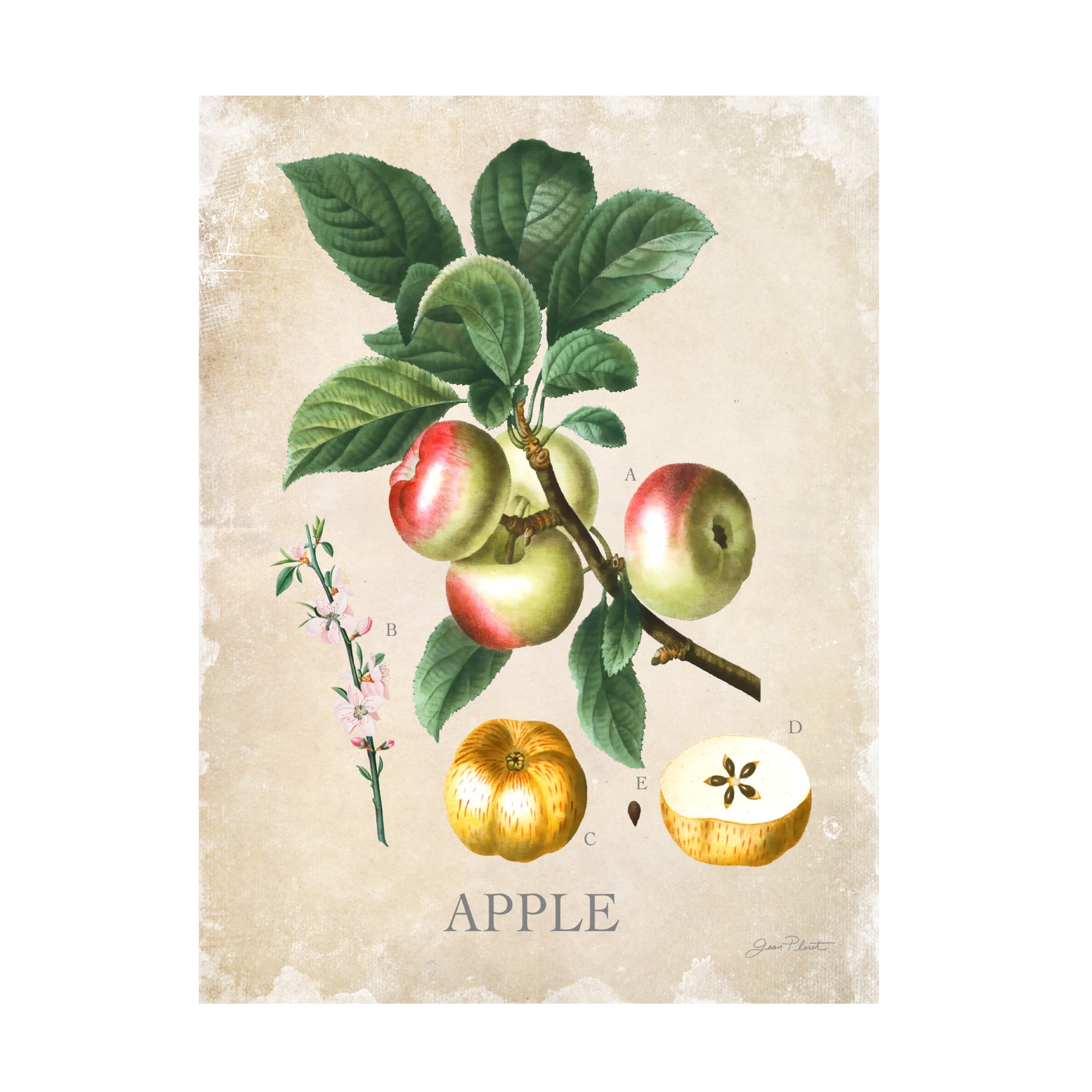 Canvas Wall Art - Jean Plout 'Luscious Fruit Study D' Wall Art for Living Room, Bedroom, or Office DÃ©cor by Trademark Fine Art - 24 x 32 Inches