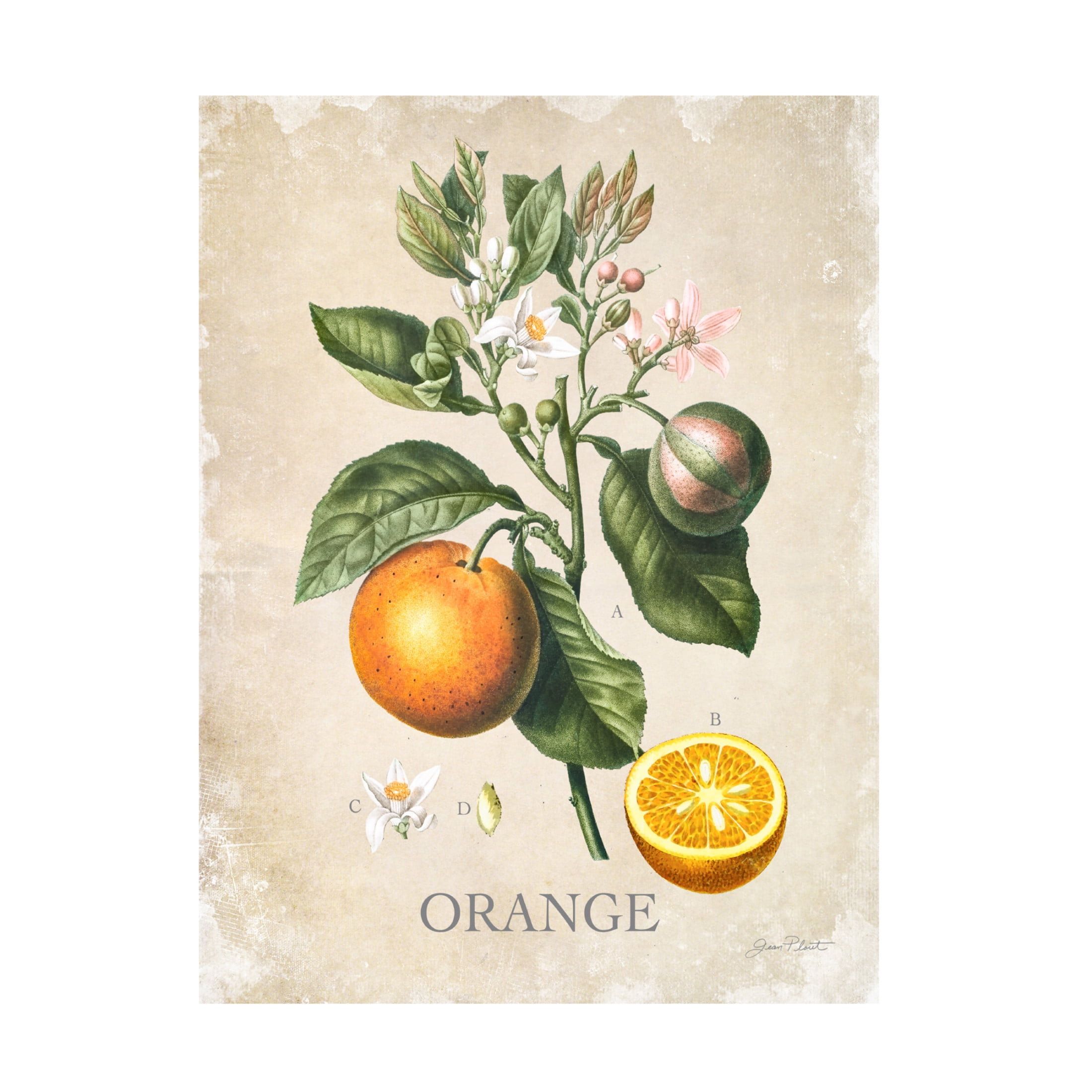 Canvas Wall Art - Jean Plout 'Luscious Fruit Study E' Wall Art for Living Room, Bedroom, or Office Décor by Trademark Fine Art - 35 x 47 Inches