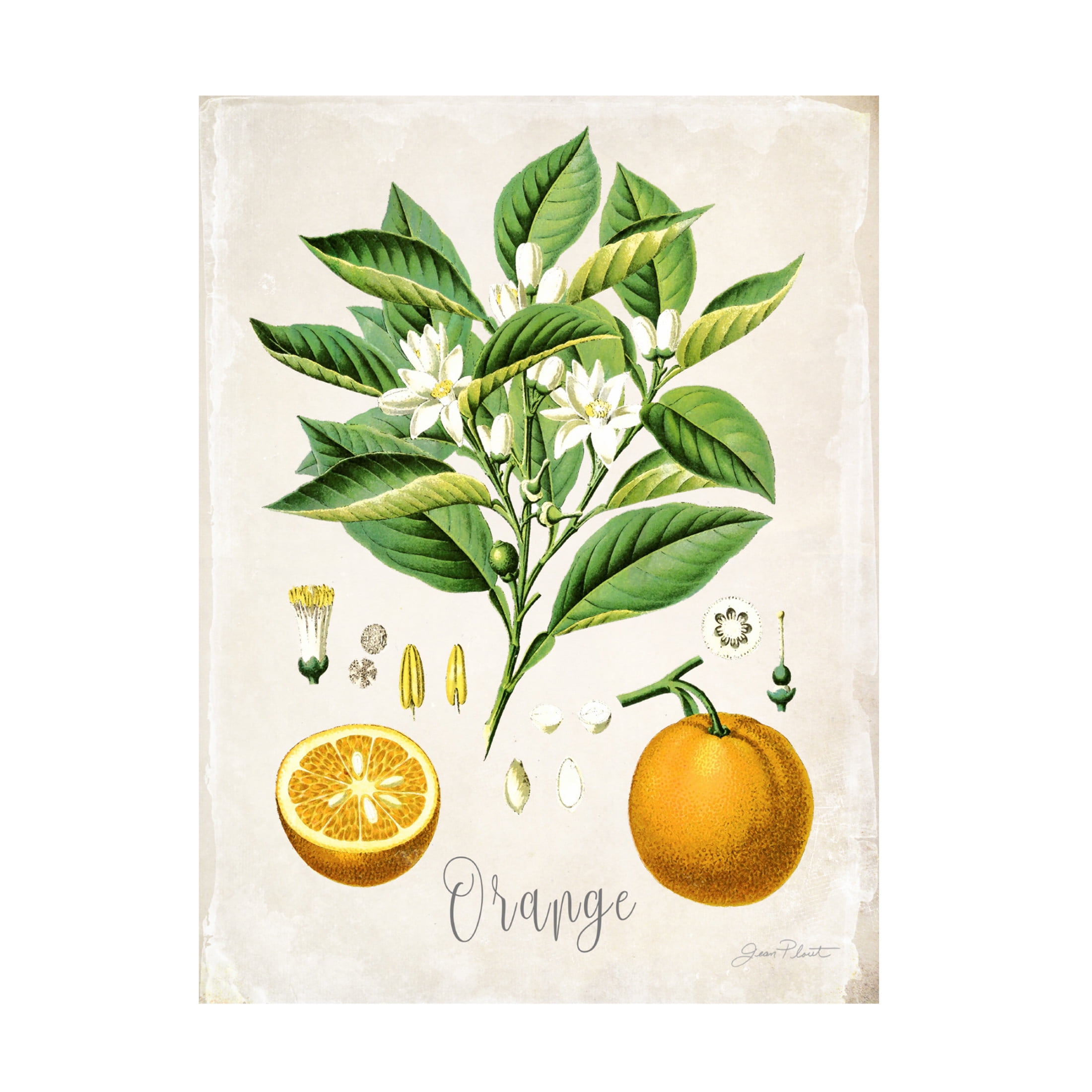 Canvas Wall Art - Jean Plout 'Vintage Citrus Fruit Study B' Wall Art for Living Room, Bedroom, or Office Décor by Trademark Fine Art - 18 x 24 Inches