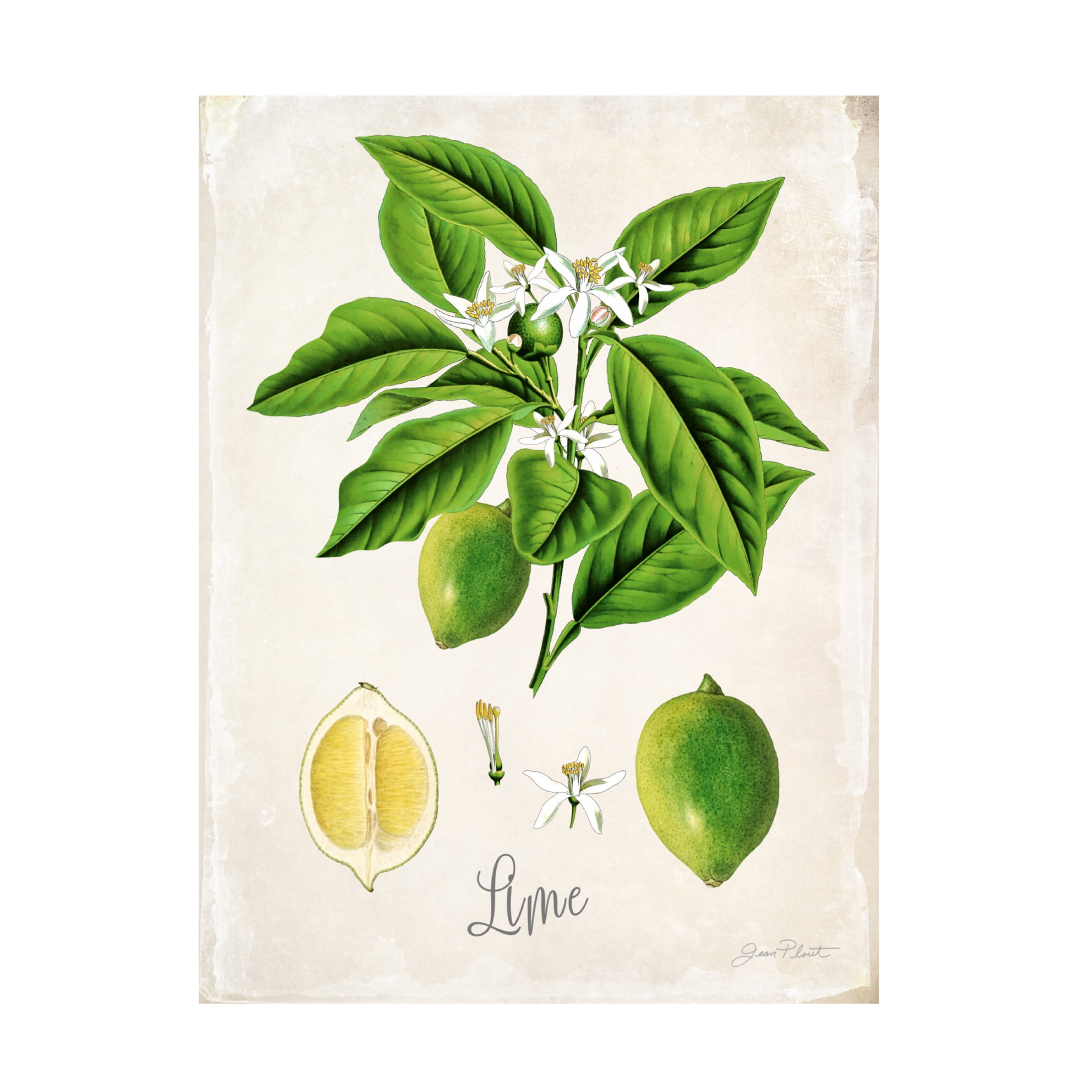 Canvas Wall Art - Jean Plout 'Vintage Citrus Fruit Study C' Wall Art for Living Room, Bedroom, or Office Décor by Trademark Fine Art - 18 x 24 Inches