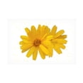 thumbnail image 1 of Canvas Wall Art - Jeff Pica 'Yellow Asters' Wall Art for Living Room, Bedroom, or Office Décor by Trademark Fine Art - 24 x 16 Inches, 1 of 4