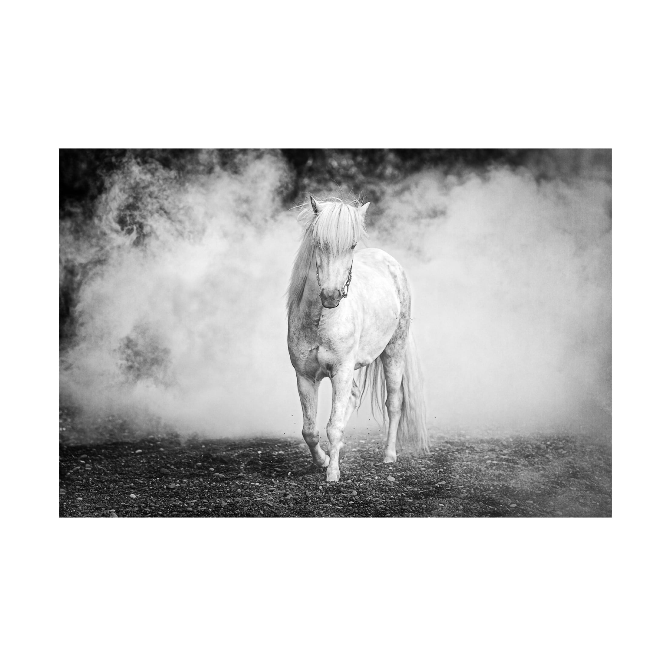 Canvas Wall Art - Jeffrey C. Sink 'Icelandic Pony' Wall Art for Living Room, Bedroom, or Office Décor by Trademark Fine Art - 19 x 12 Inches