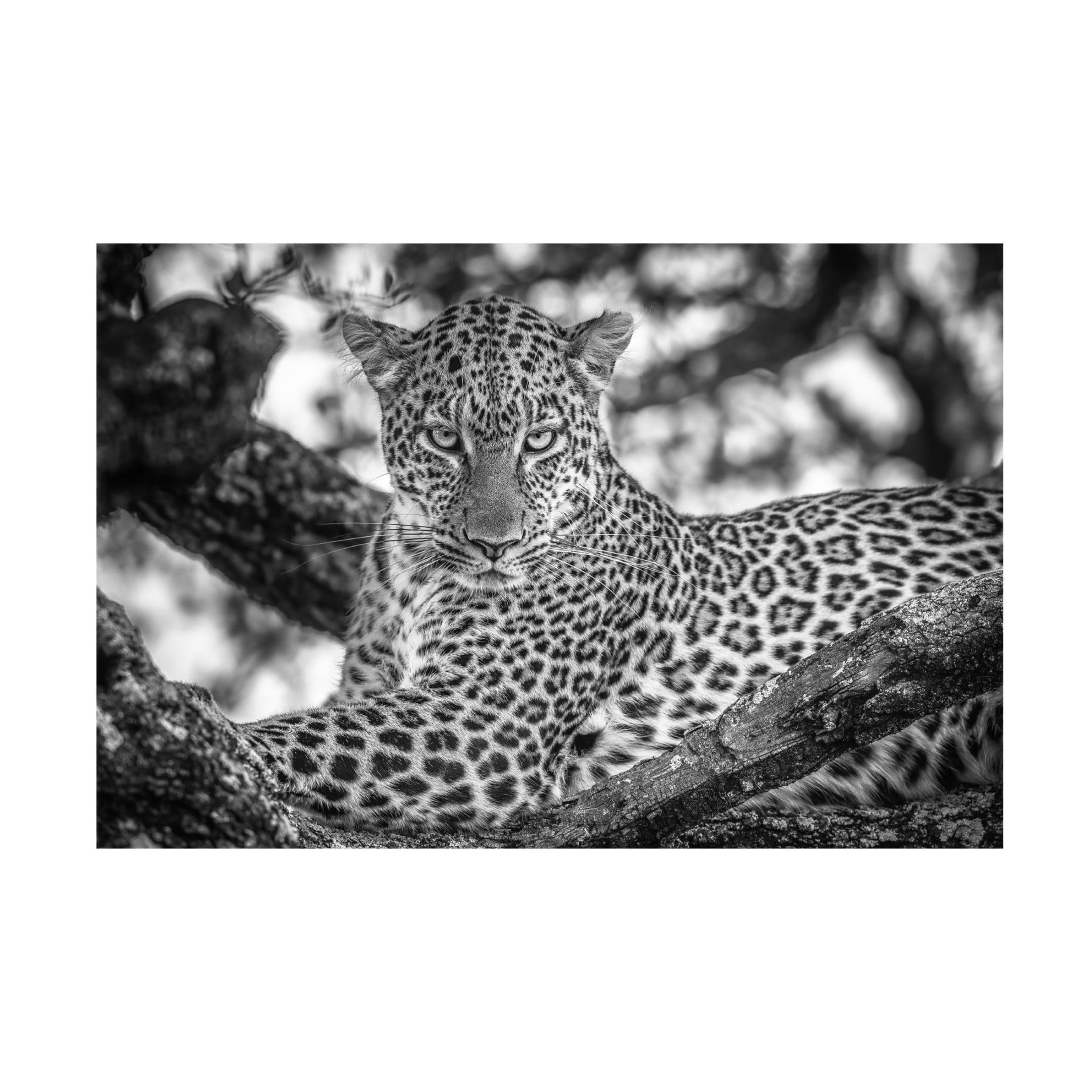 Canvas Wall Art - Jeffrey C. Sink 'Monochrome Beauty' Wall Art for Living Room, Bedroom, or Office Décor by Trademark Fine Art - 24 x 16 Inches