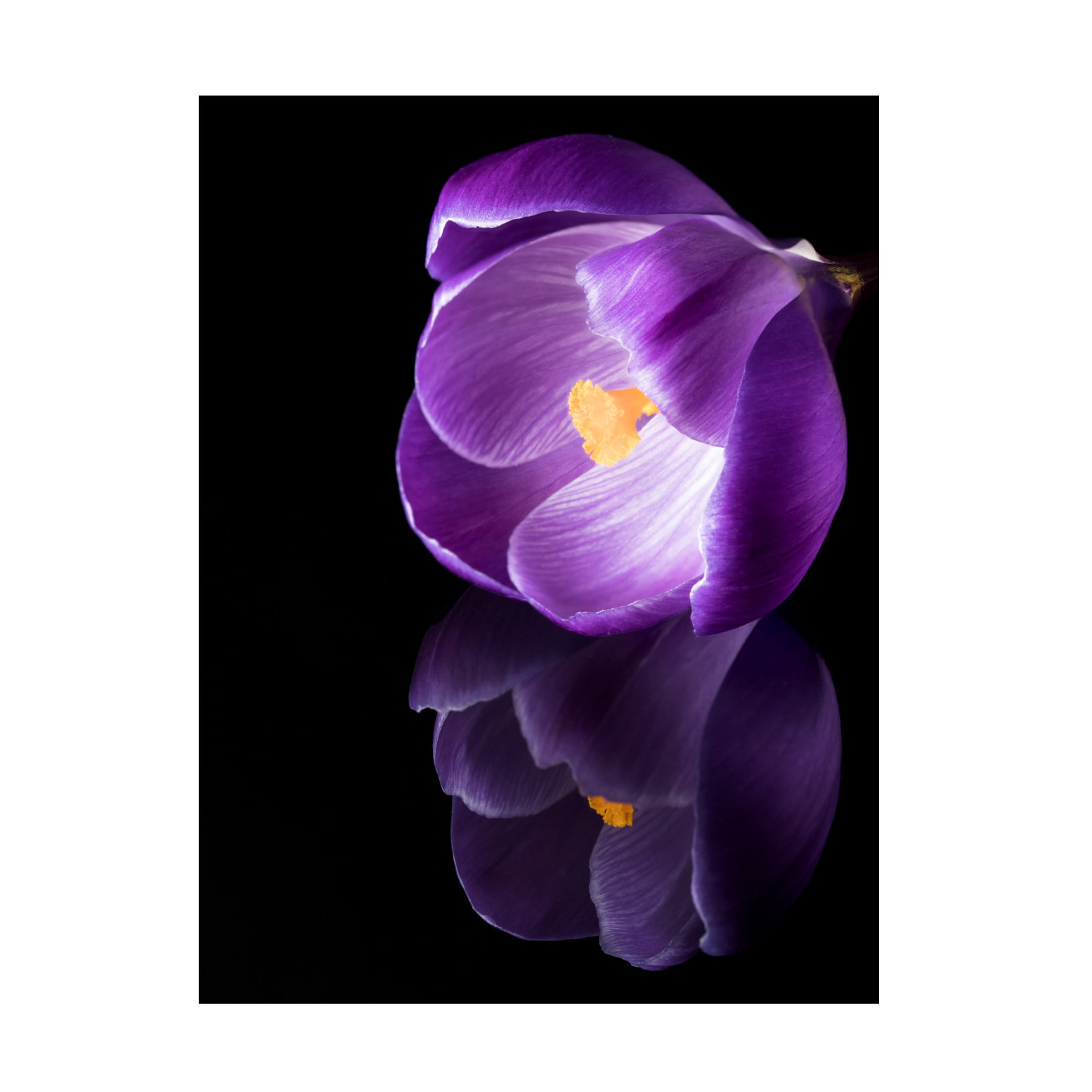 Canvas Wall Art - Jens Gade 'Crocus Flower With Reflections' Wall Art for Living Room, Bedroom, or Office Décor by Trademark Fine Art - 14 x 19 Inches