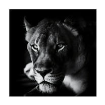 Canvas Wall Art - Jerry Berry 'The Look' Wall Art for Living Room, Bedroom, or Office D?cor by Trademark Fine Art - 14 x 14 Inches