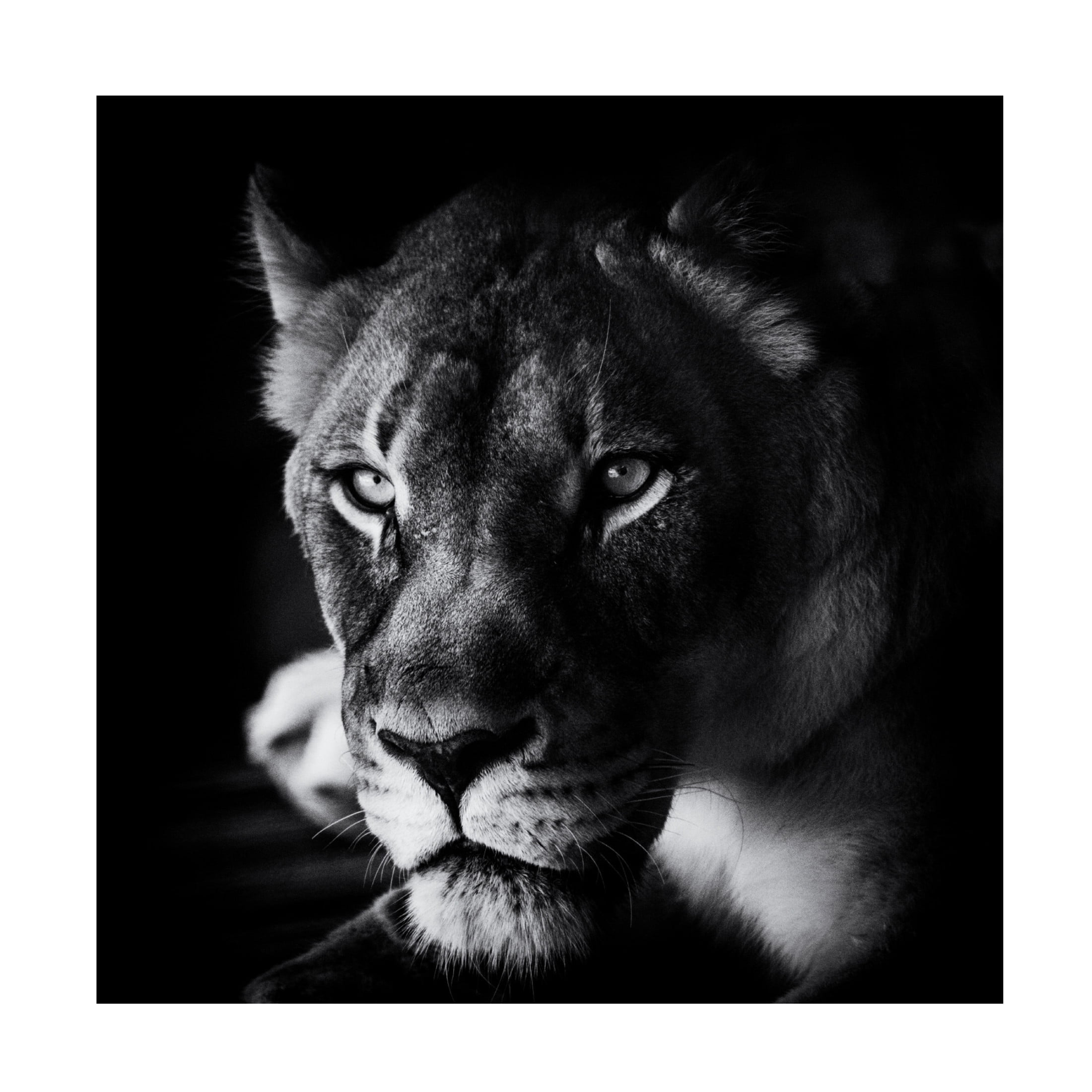 Canvas Wall Art - Jerry Berry 'The Look' Wall Art for Living Room, Bedroom, or Office D?cor by Trademark Fine Art - 18 x 18 Inches