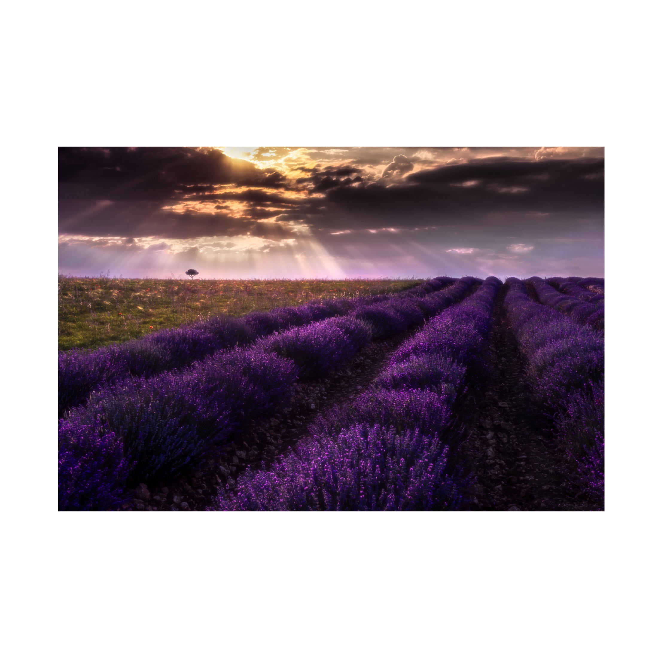 Canvas Wall Art - Jesus Concepcion Alvarado 'Between Flowers' Wall Art for Living Room, Bedroom, or Office D?cor by Trademark Fine Art - 24 x 16 Inches