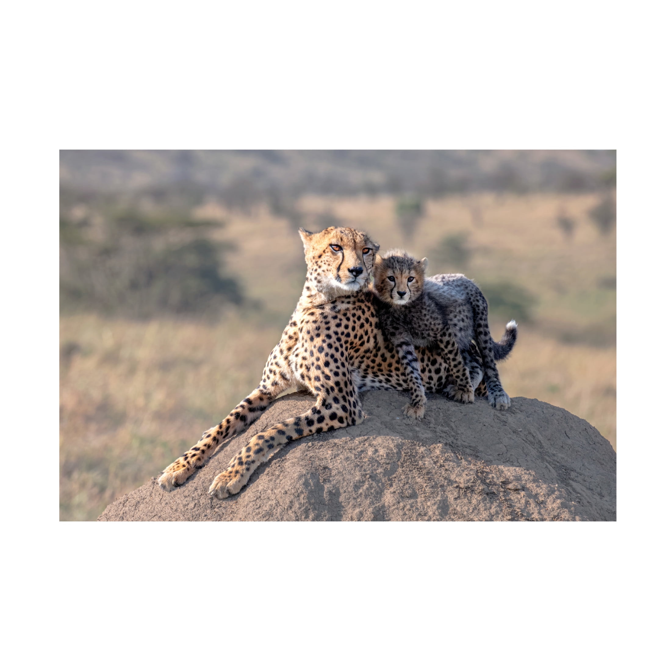 Canvas Wall Art - Jie Fischer 'Cheetah And Cup!' Wall Art for Living Room, Bedroom, or Office Décor by Trademark Fine Art - 32 x 22 Inches