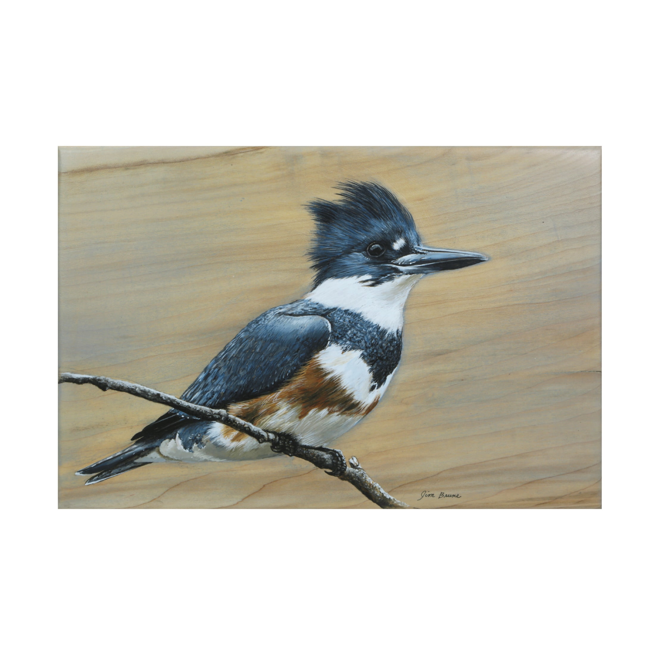 Jim Brune Belted Kingfisher Framed Canvas Wall Art 19 x 12 Inches