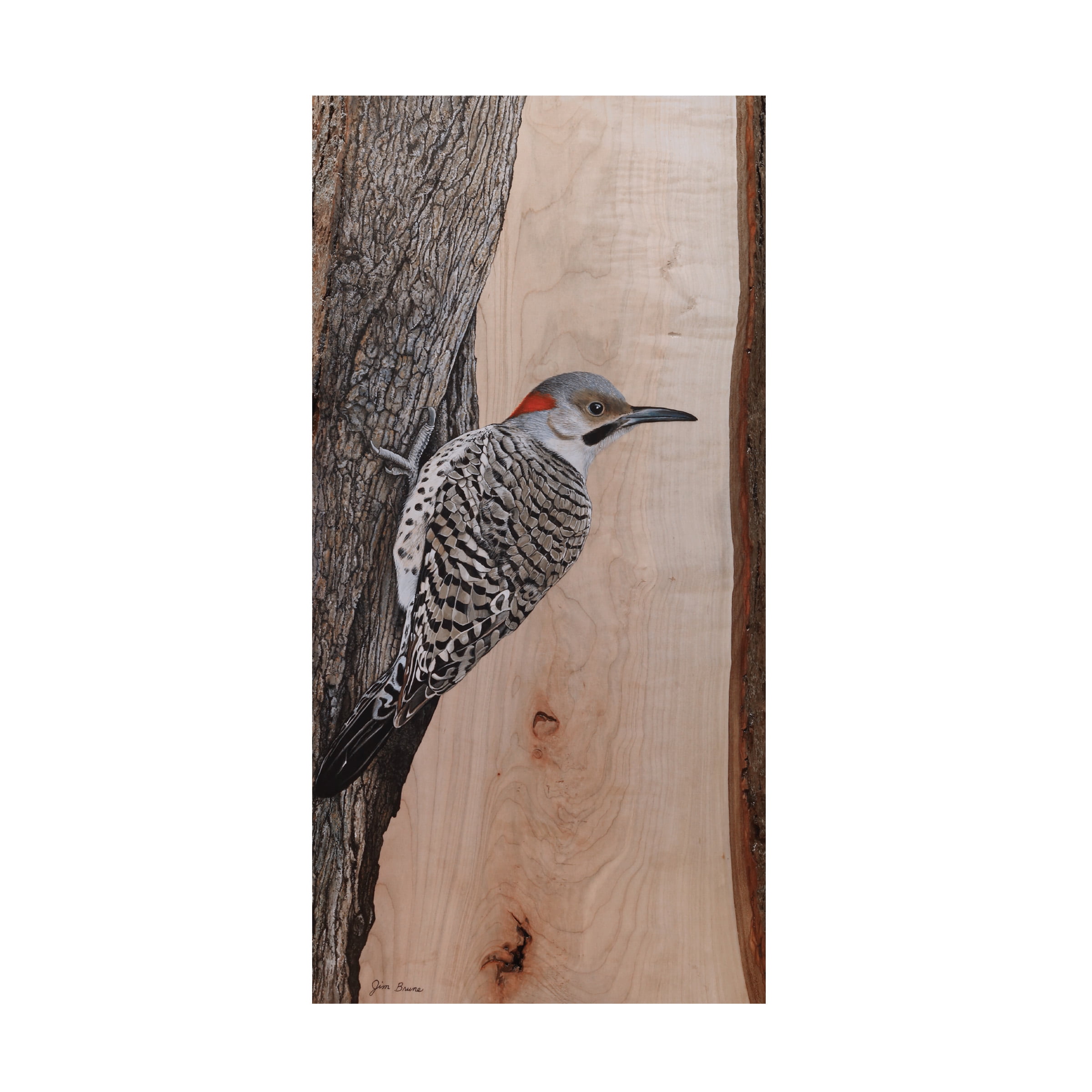 Canvas Wall Art - Jim Brune 'Clinging Northern Flicker' Wall Art for Living Room, Bedroom, or Office DÃ©cor by Trademark Fine Art - 24 x 47 Inches