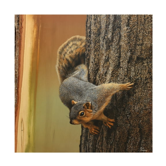 Canvas Wall Art - Jim Brune 'Curious Squirrel' Wall Art for Living Room, Bedroom, or Office DÃ©cor by Trademark Fine Art - 14 x 14 Inches