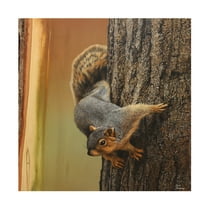 Canvas Wall Art - Jim Brune 'Curious Squirrel' Wall Art for Living Room, Bedroom, or Office Décor by Trademark Fine Art - 14 x 14 Inches