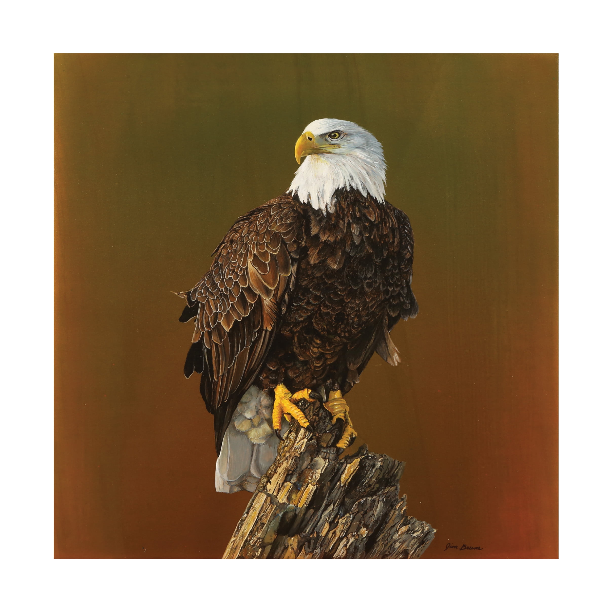 Canvas Wall Art - Jim Brune 'Proud Bald Eagle' Wall Art for Living Room, Bedroom, or Office Décor by Trademark Fine Art - 14 x 14 Inches