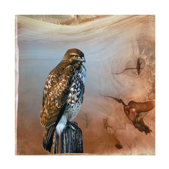 Canvas Wall Art - Jim Brune 'Redtail Hawk' Wall Art for Living Room, Bedroom, or Office Décor by Trademark Fine Art - 14 x 14 Inches