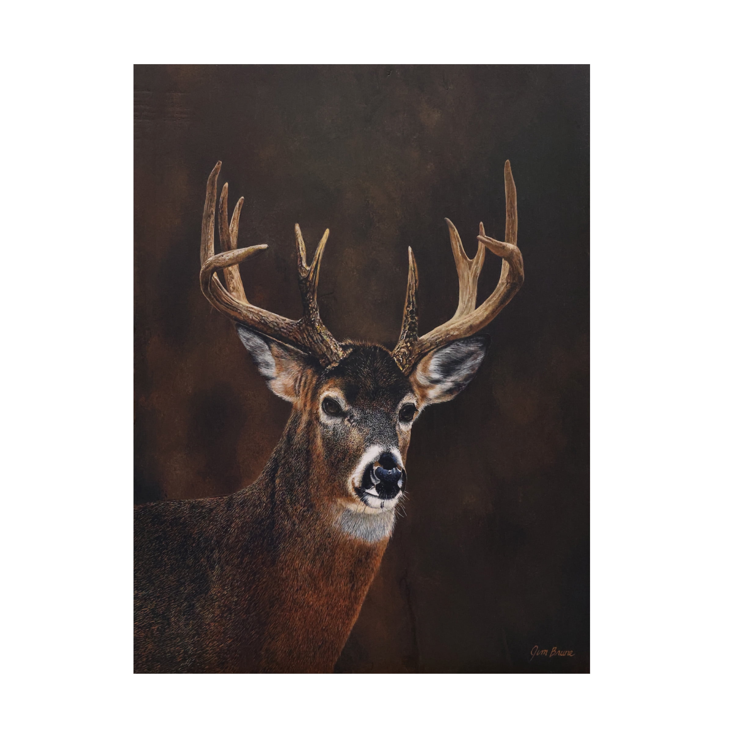 Canvas Wall Art - Jim Brune 'White Tailed 12 Point Buck' Wall Art for Living Room, Bedroom, or Office DÃ©cor by Trademark Fine Art - 24 x 32 Inches