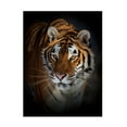thumbnail image 1 of Canvas Wall Art - Jim Cumming 'Portrait Of A Siberian Tiger' Wall Art for Living Room, Bedroom, or Office Décor by Trademark Fine Art - 14 x 19 Inches, 1 of 4