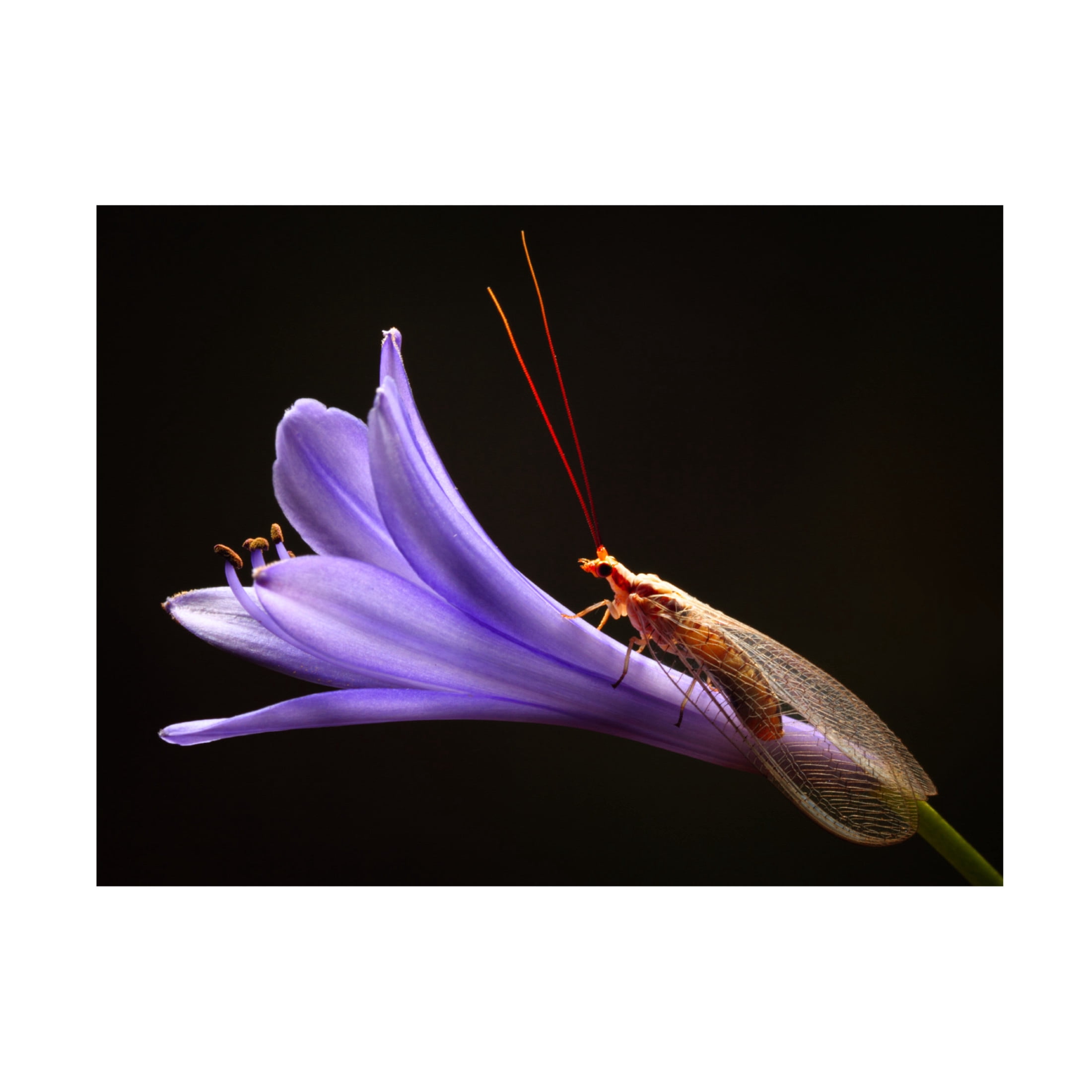 Canvas Wall Art - Jimmy Hoffman 'Lacewing' Wall Art for Living Room, Bedroom, or Office Décor by Trademark Fine Art - 19 x 14 Inches