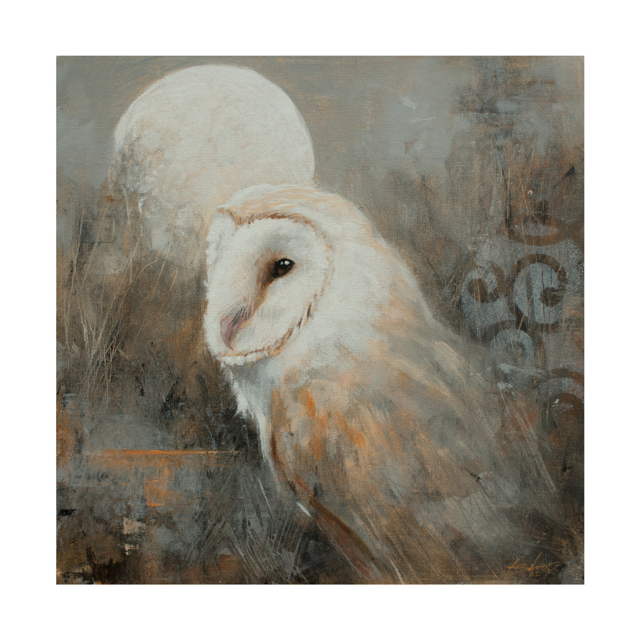 Canvas Wall Art - John Silver 'Barn Owl 2' Wall Art for Living Room, Bedroom, or Office Décor by Trademark Fine Art - 14 x 14 Inches