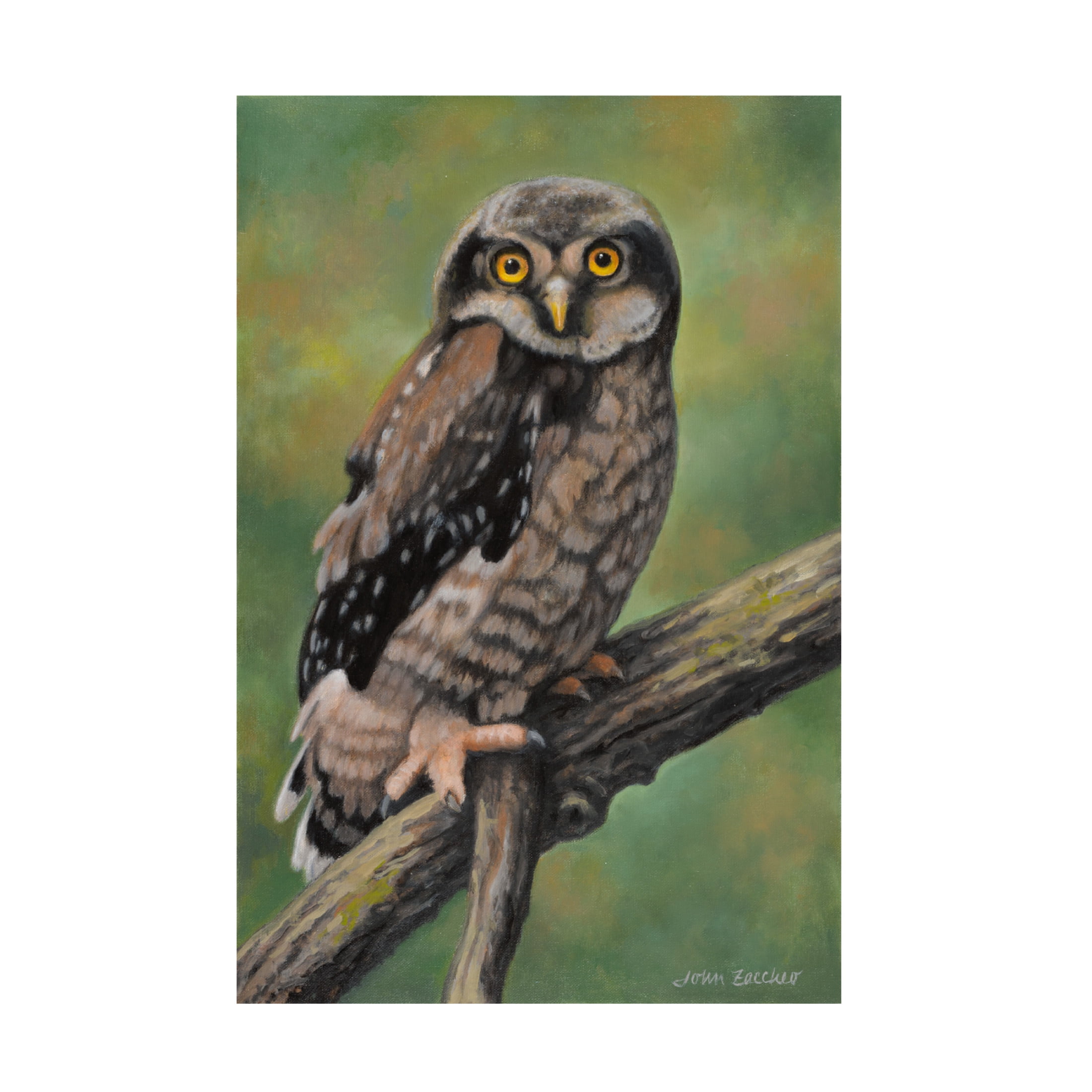 Canvas Wall Art - John Zaccheo 'Northern Hawk Owl' Wall Art for Living Room, Bedroom, or Office Décor by Trademark Fine Art - 30 x 47 Inches