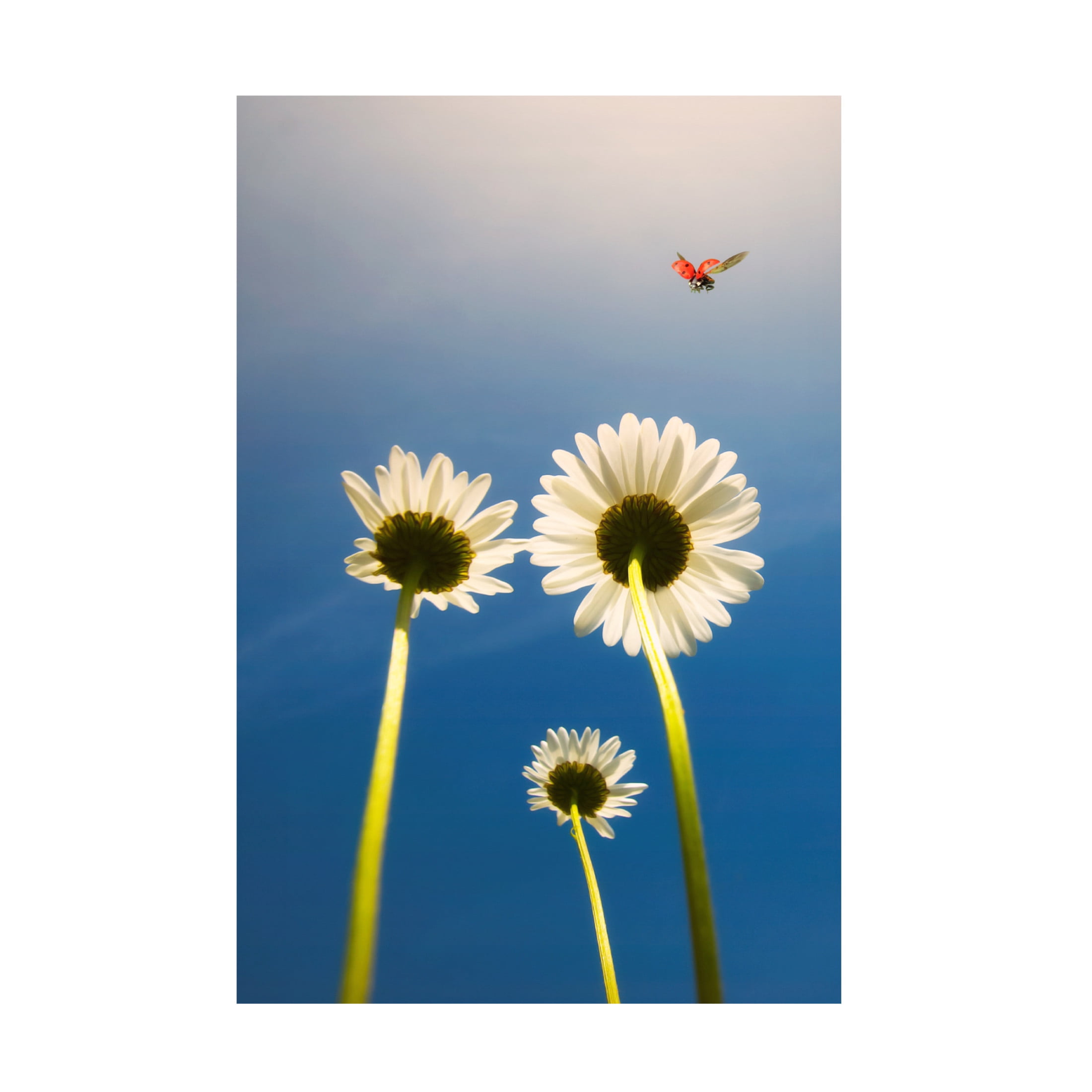 Canvas Wall Art - Jose C. Lobato 'Ladybug' Wall Art for Living Room, Bedroom, or Office D?cor by Trademark Fine Art - 12 x 19 Inches