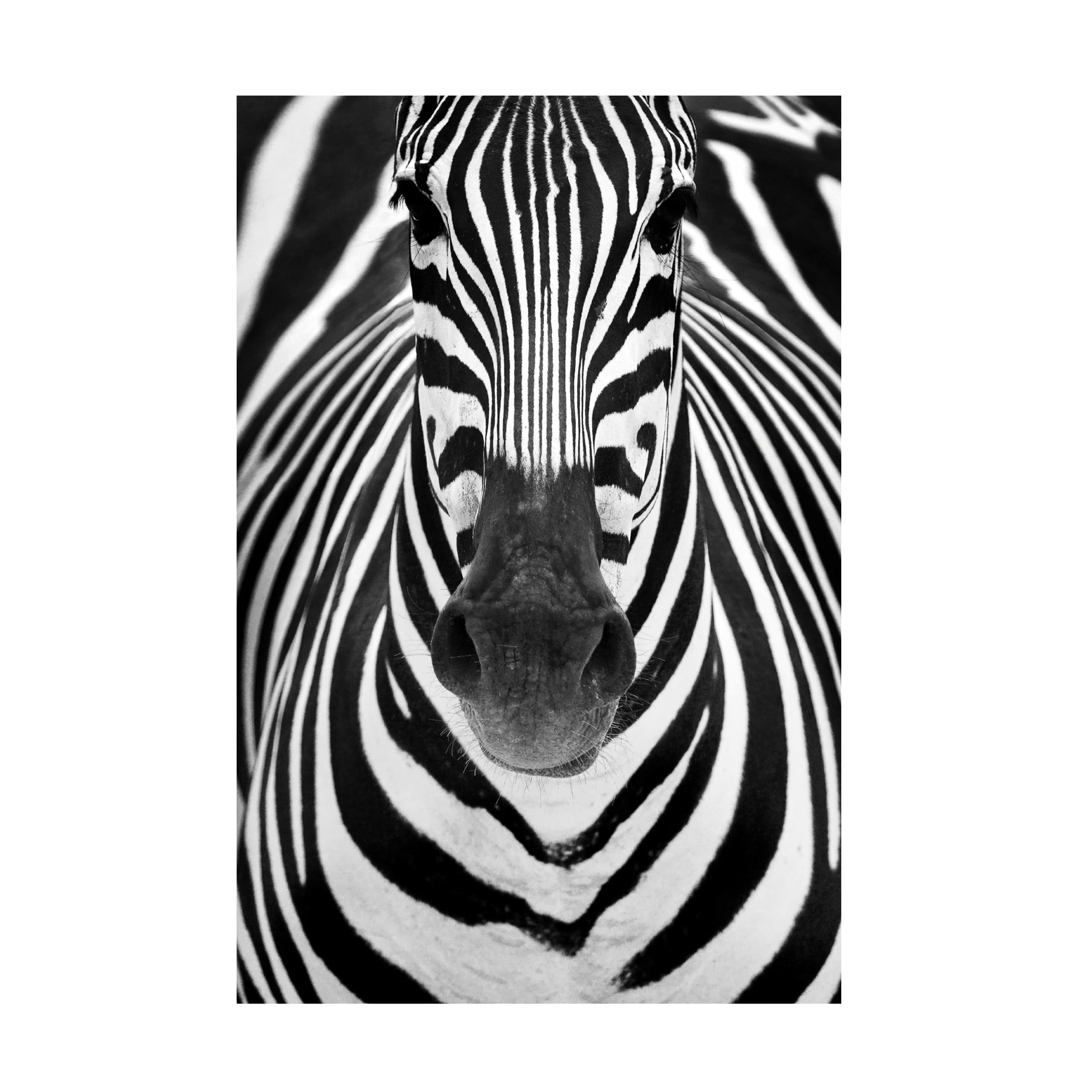 Canvas Wall Art - Juan Luis Duran 'Zebra' Wall Art for Living Room, Bedroom, or Office DÃ©cor by Trademark Fine Art - 22 x 32 Inches