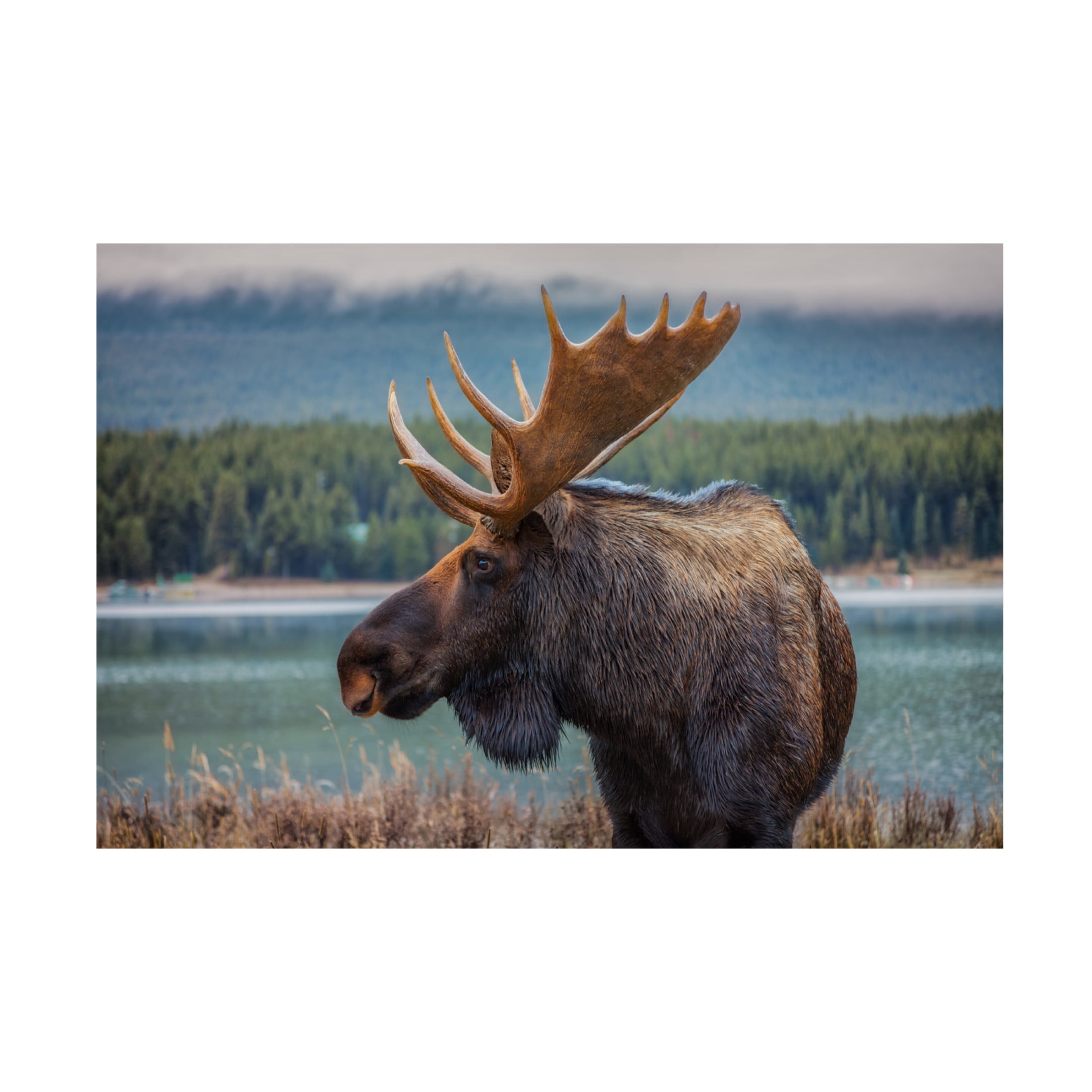 Canvas Wall Art - Juan Romero Salamanca 'Moose' Wall Art for Living Room, Bedroom, or Office Décor by Trademark Fine Art - 19 x 12 Inches
