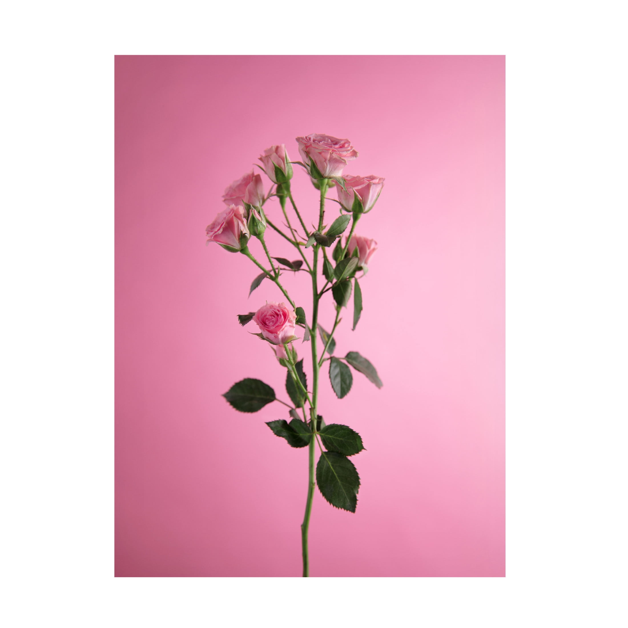 Canvas Wall Art - Julia Ramiro 'Pitiminii' Wall Art for Living Room, Bedroom, or Office D?cor by Trademark Fine Art - 14 x 19 Inches