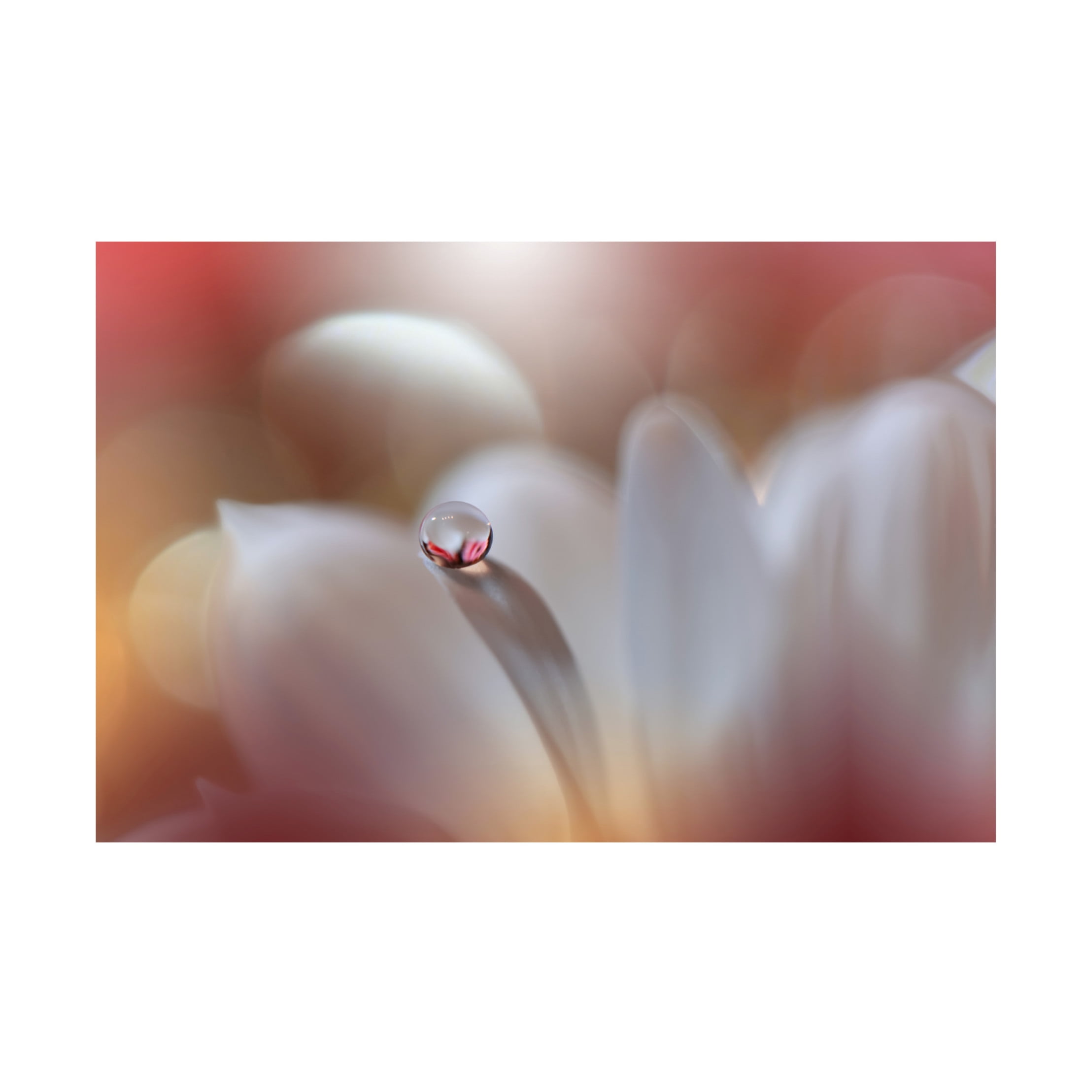Canvas Wall Art - Juliana Nan 'Enigma ' Wall Art for Living Room, Bedroom, or Office D?cor by Trademark Fine Art - 47 x 30 Inches
