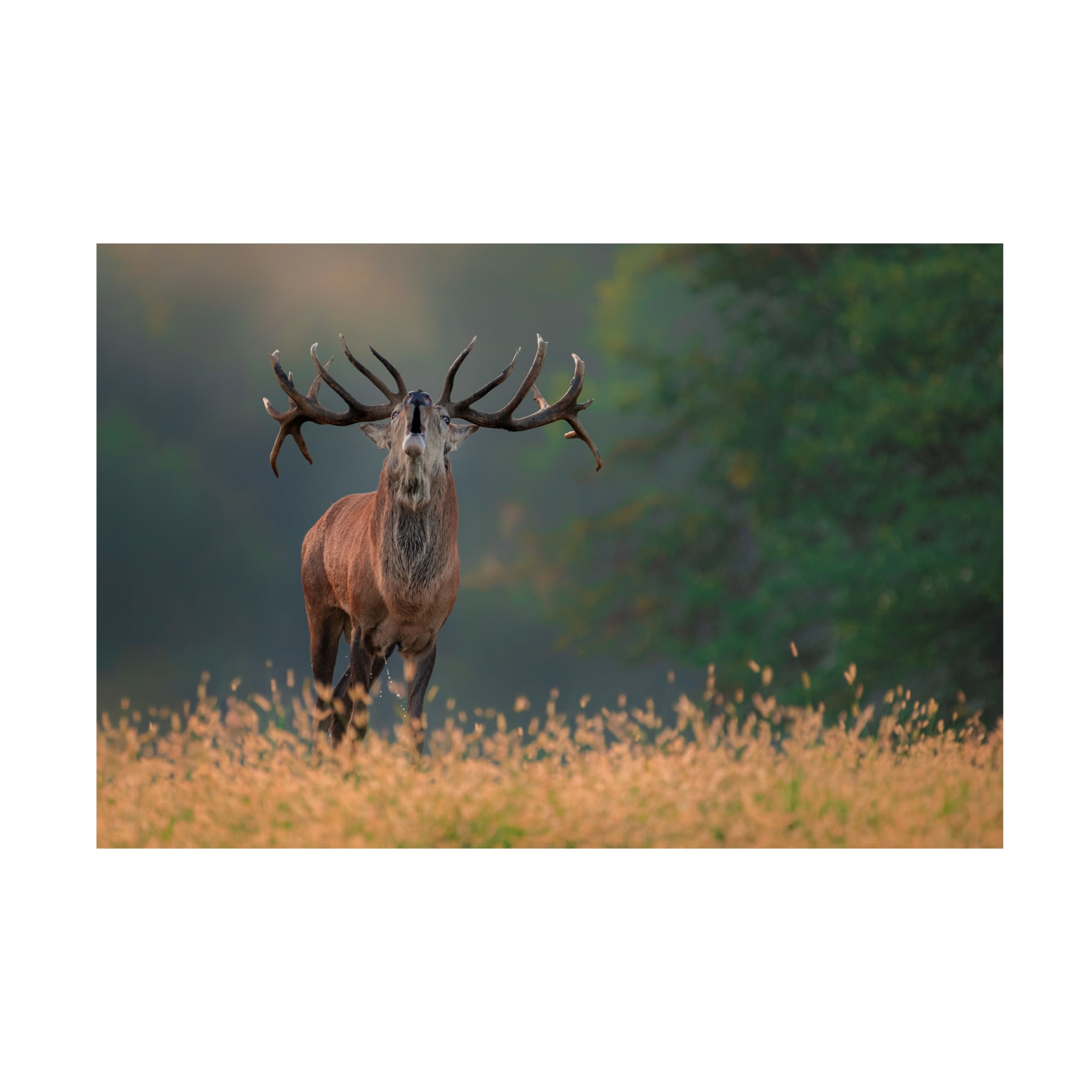 Canvas Wall Art - Jure Kravanja 'Deer Wedding Song' Wall Art for Living Room, Bedroom, or Office Décor by Trademark Fine Art - 47 x 30 Inches