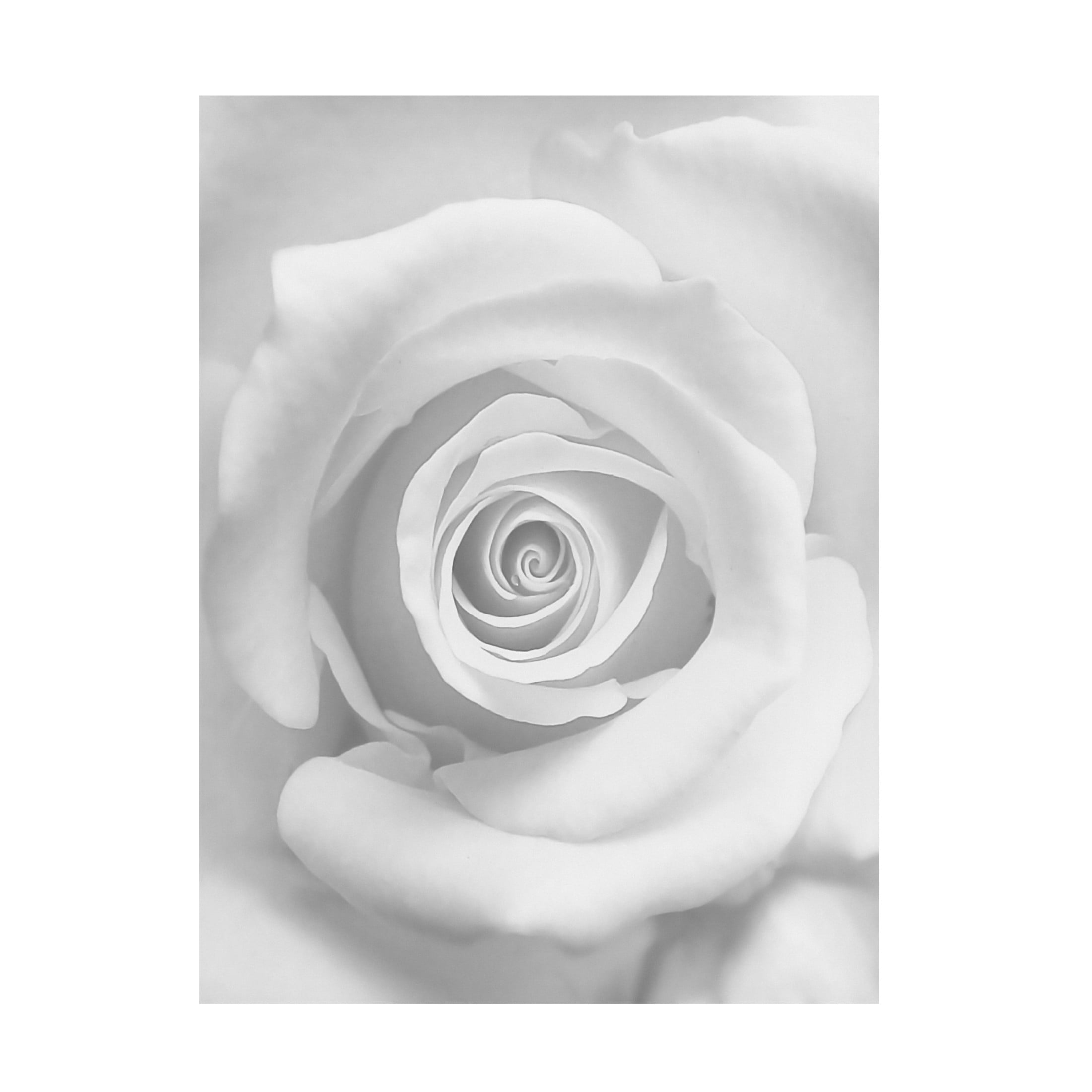 Canvas Wall Art - Kahar Lagaa 'The Rose' Wall Art for Living Room, Bedroom, or Office D?cor by Trademark Fine Art - 35 x 47 Inches