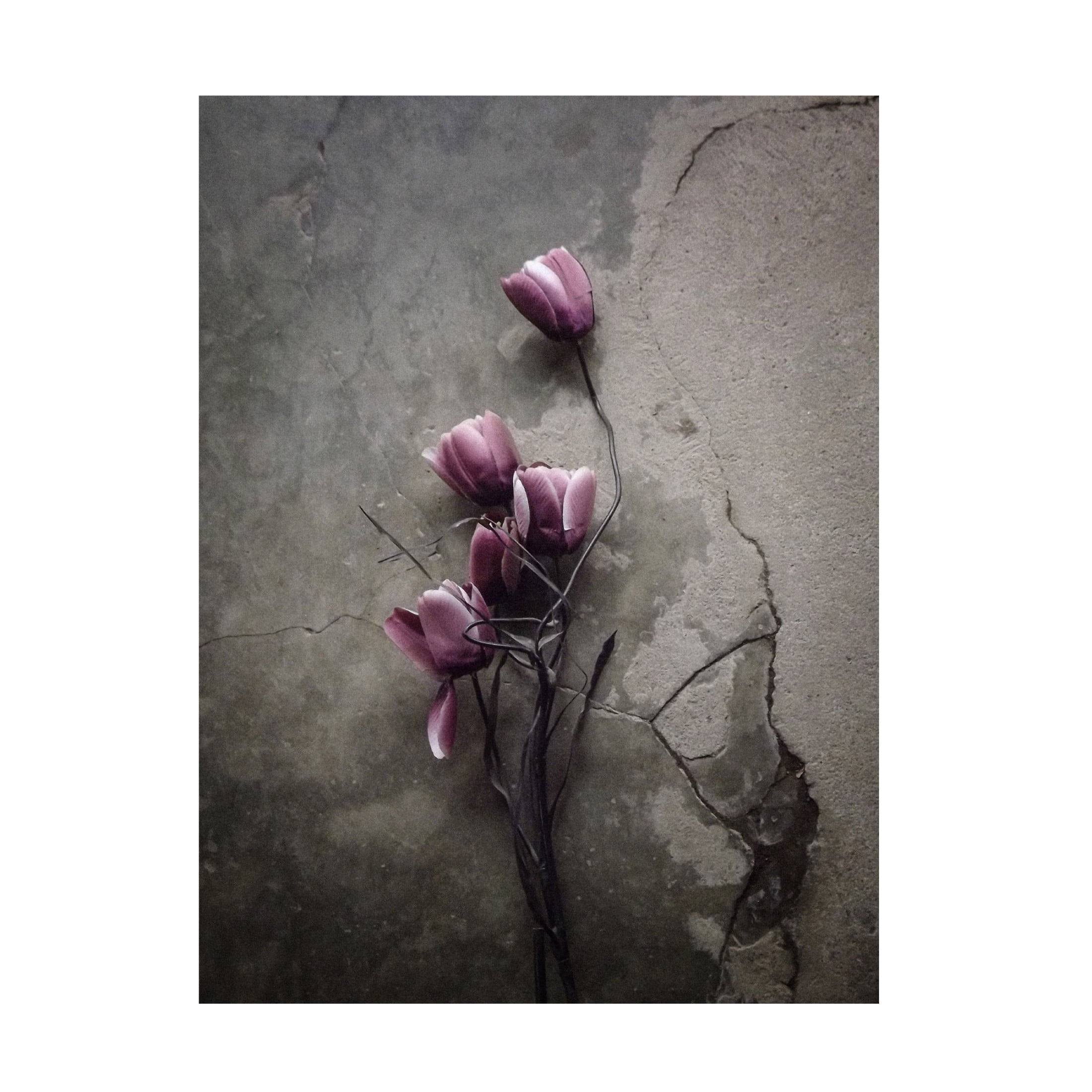 Canvas Wall Art - Kahar Lagaa 'The Tulip' Wall Art for Living Room, Bedroom, or Office D?cor by Trademark Fine Art - 24 x 32 Inches