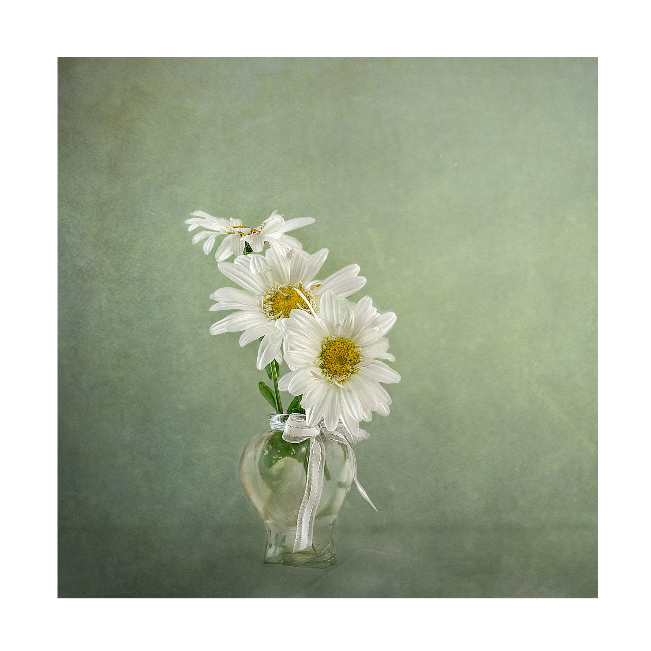 Canvas Wall Art - Katarina Holmstrom '3 White Daisies' Wall Art for Living Room, Bedroom, or Office Décor by Trademark Fine Art - 35 x 35 Inches