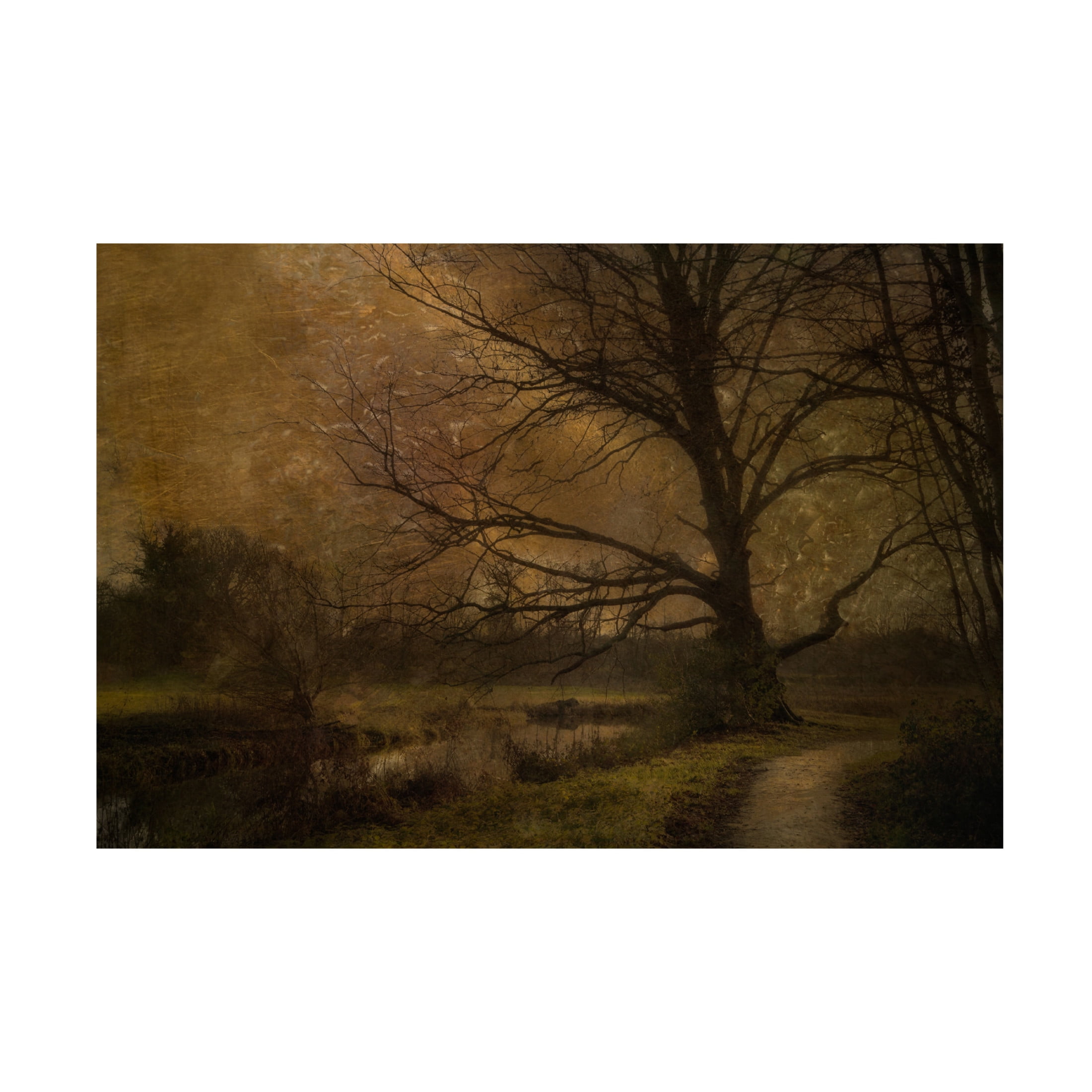 Canvas Wall Art - Katarina Holmstrom 'Old Tree' Wall Art for Living Room, Bedroom, or Office Décor by Trademark Fine Art - 47 x 30 Inches