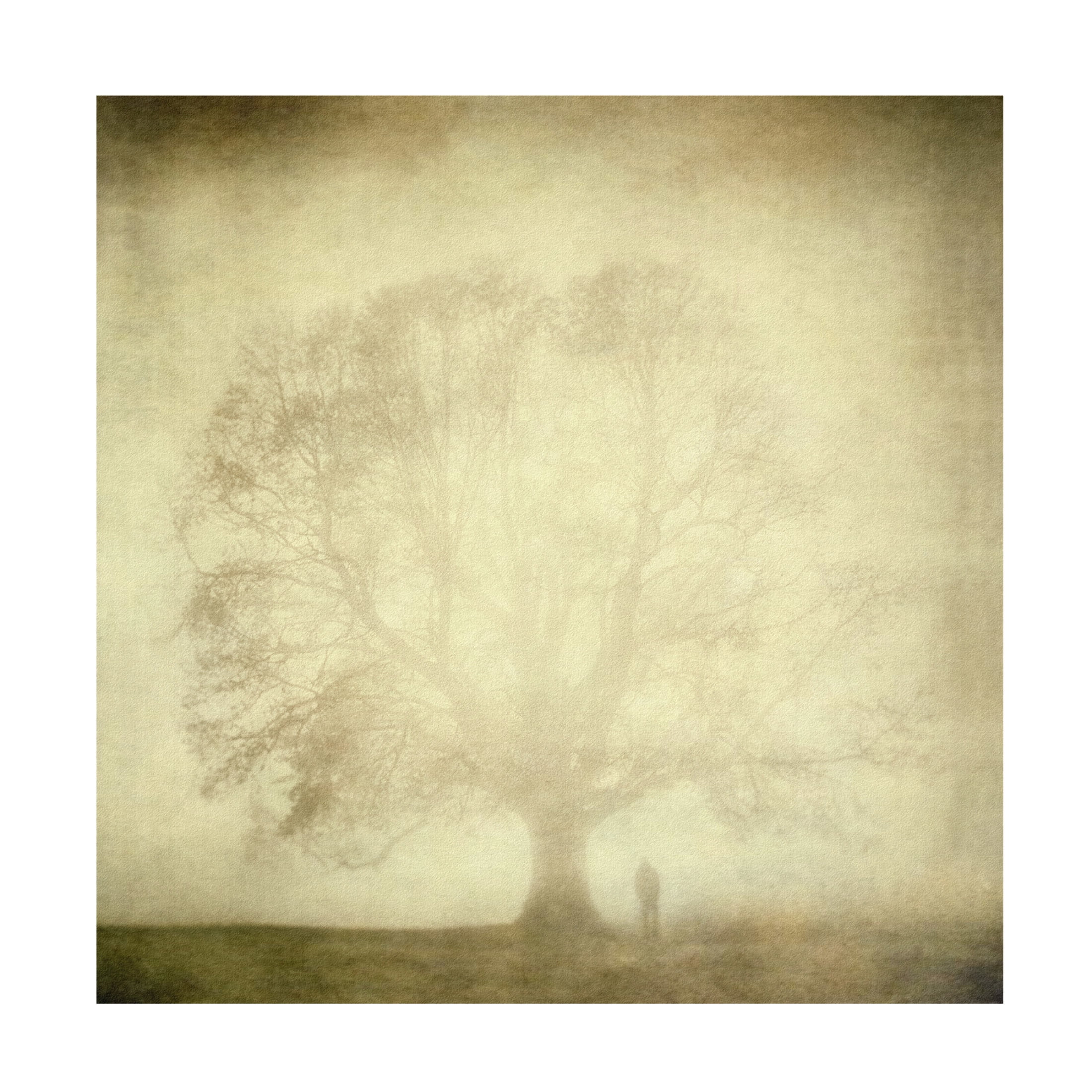 Canvas Wall Art - Katarina Holmstrom 'Trees 3' Wall Art for Living Room, Bedroom, or Office Décor by Trademark Fine Art - 35 x 35 Inches