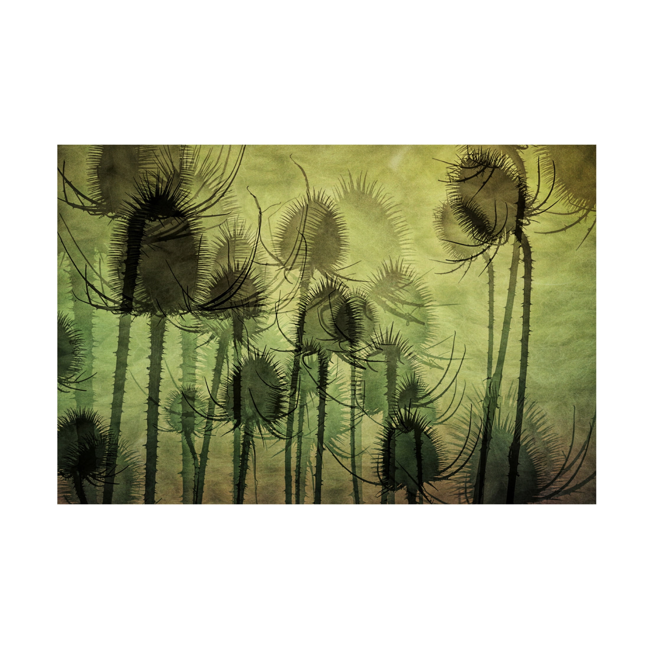 Canvas Wall Art - Katarina Holmstrom 'Wild Teasel' Wall Art for Living Room, Bedroom, or Office Décor by Trademark Fine Art - 32 x 22 Inches