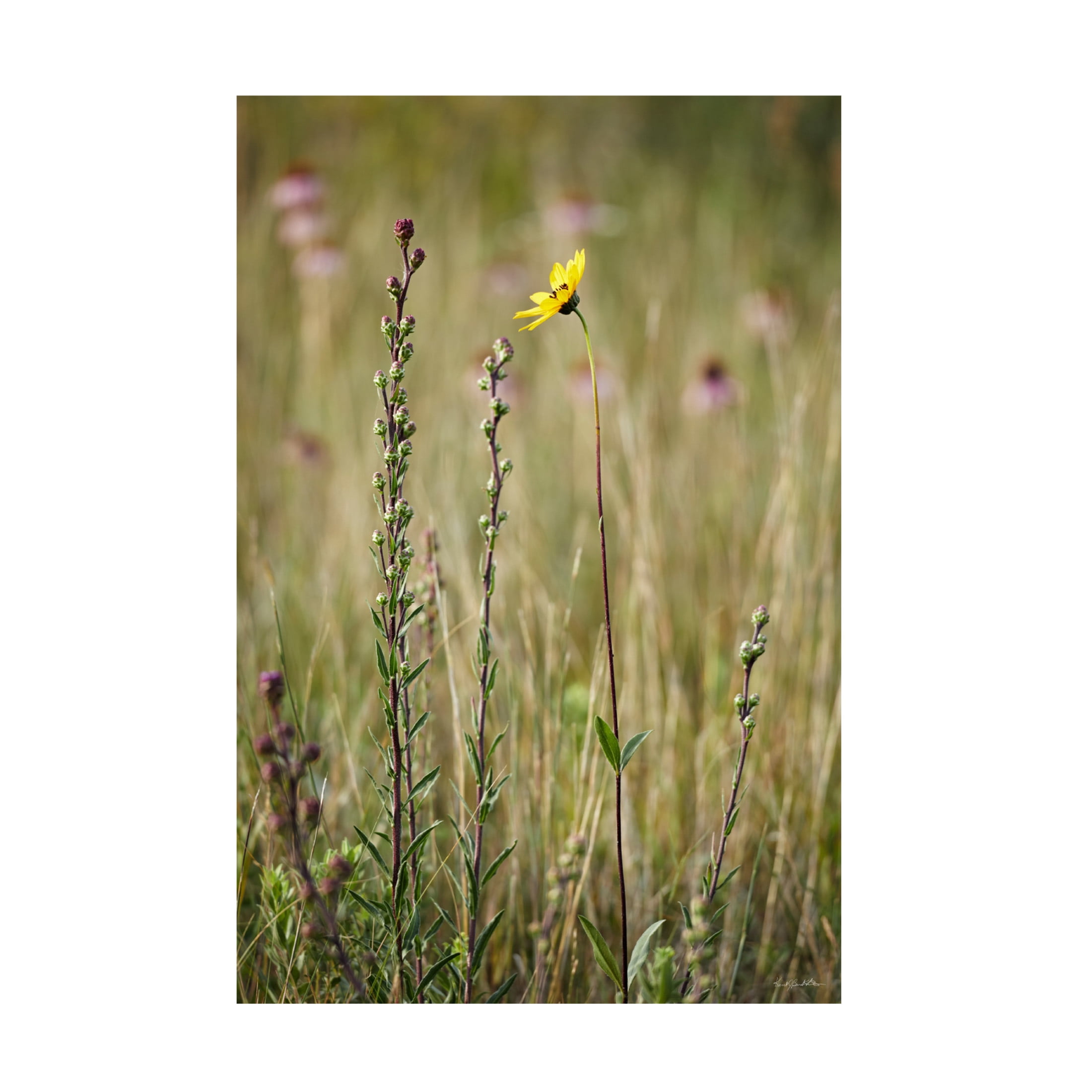 Canvas Wall Art - Kent Burkhardsmeier 'Essence' Wall Art for Living Room, Bedroom, or Office Décor by Trademark Fine Art - 16 x 24 Inches