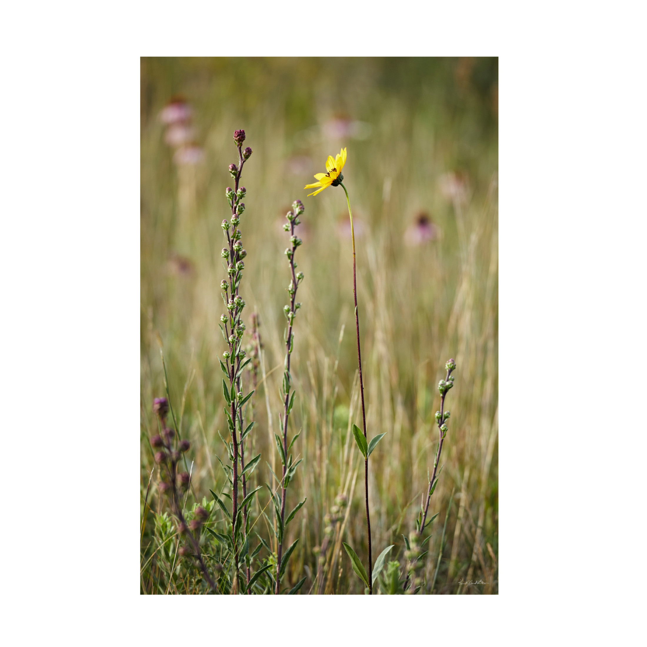 Canvas Wall Art - Kent Burkhardsmeier 'Essence' Wall Art for Living Room, Bedroom, or Office Décor by Trademark Fine Art - 22 x 32 Inches