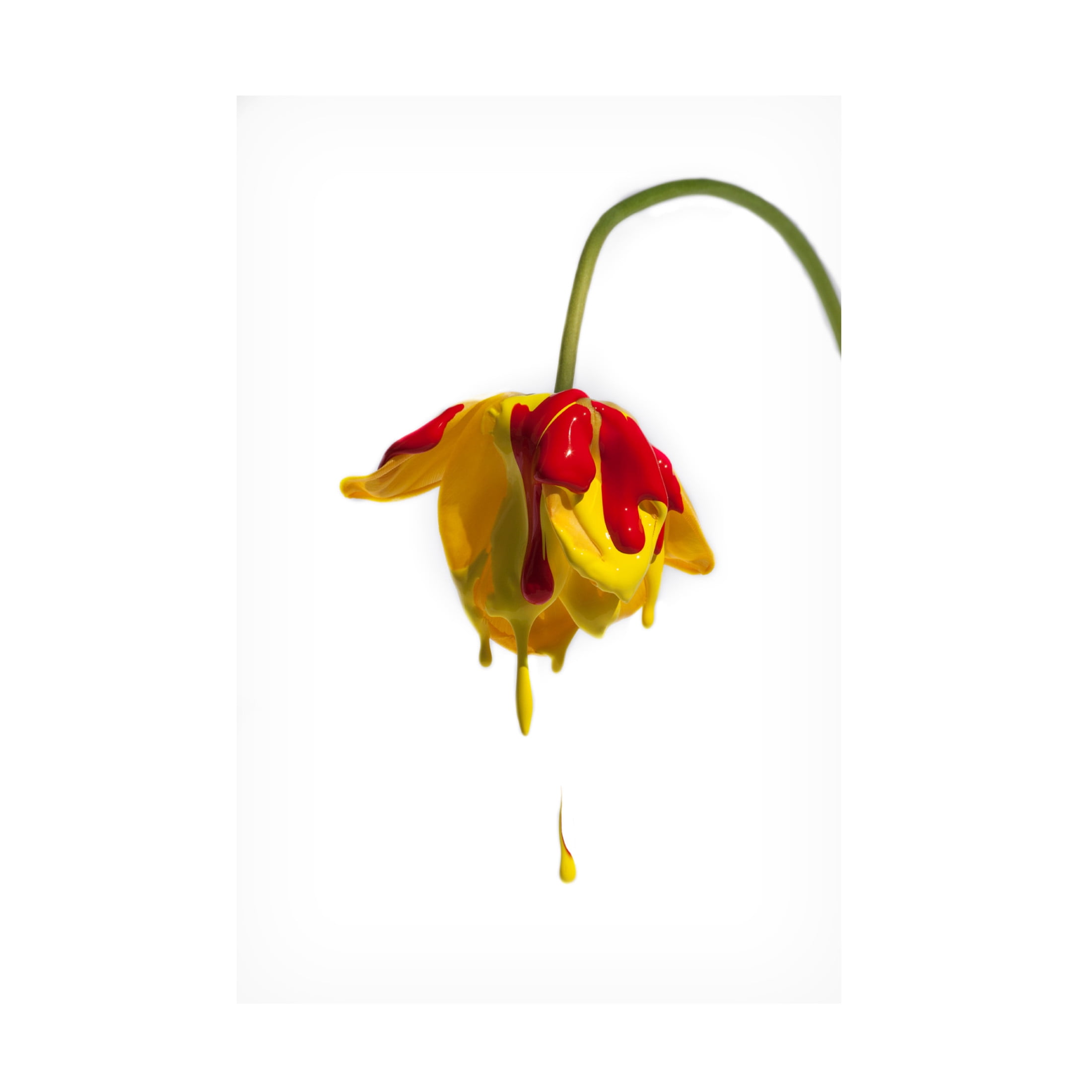 Canvas Wall Art - Kent Mathiesen 'Crying Flower' Wall Art for Living Room, Bedroom, or Office D?cor by Trademark Fine Art - 16 x 24 Inches