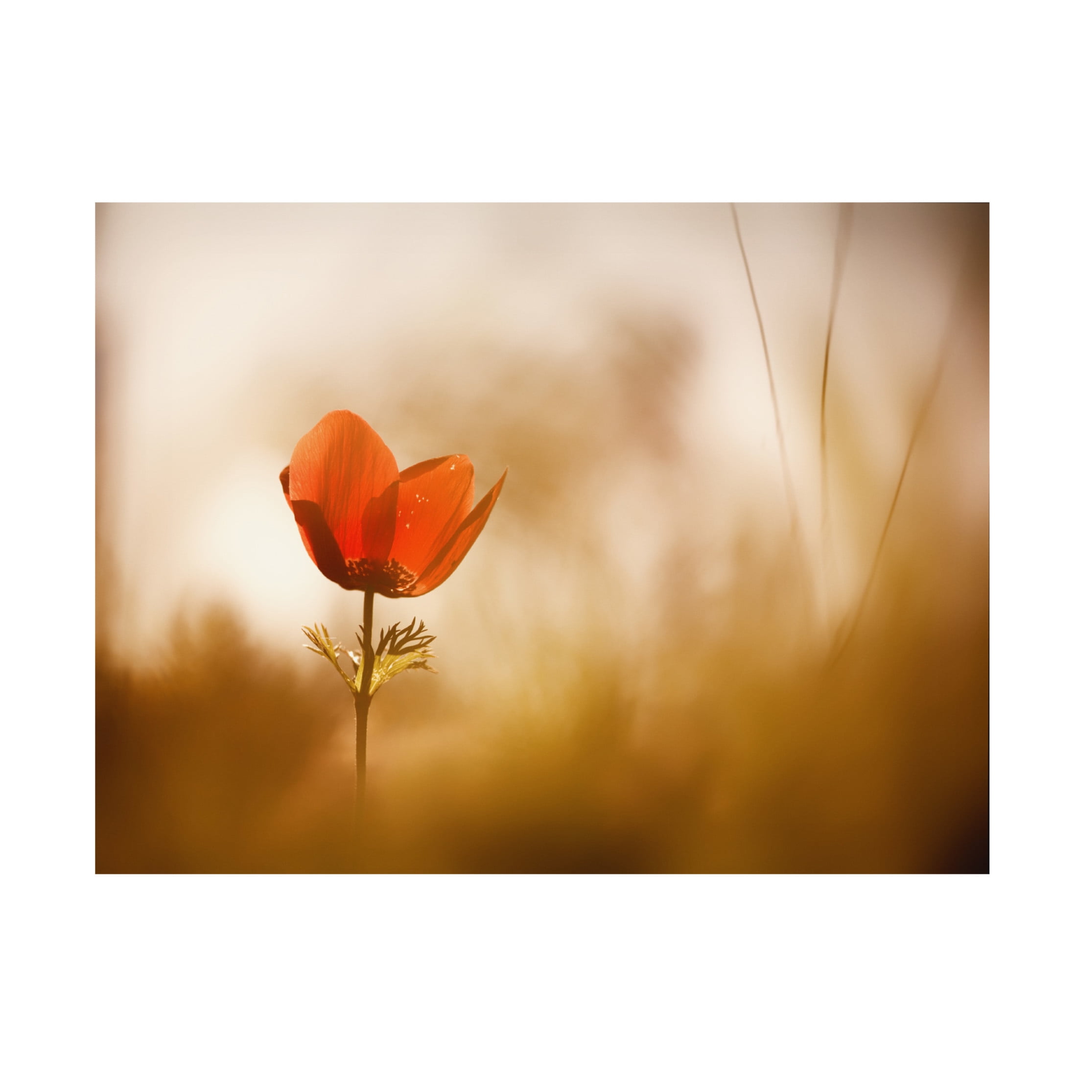 Canvas Wall Art - Keren Or 'Blurred Flowers' Wall Art for Living Room, Bedroom, or Office Décor by Trademark Fine Art - 19 x 14 Inches