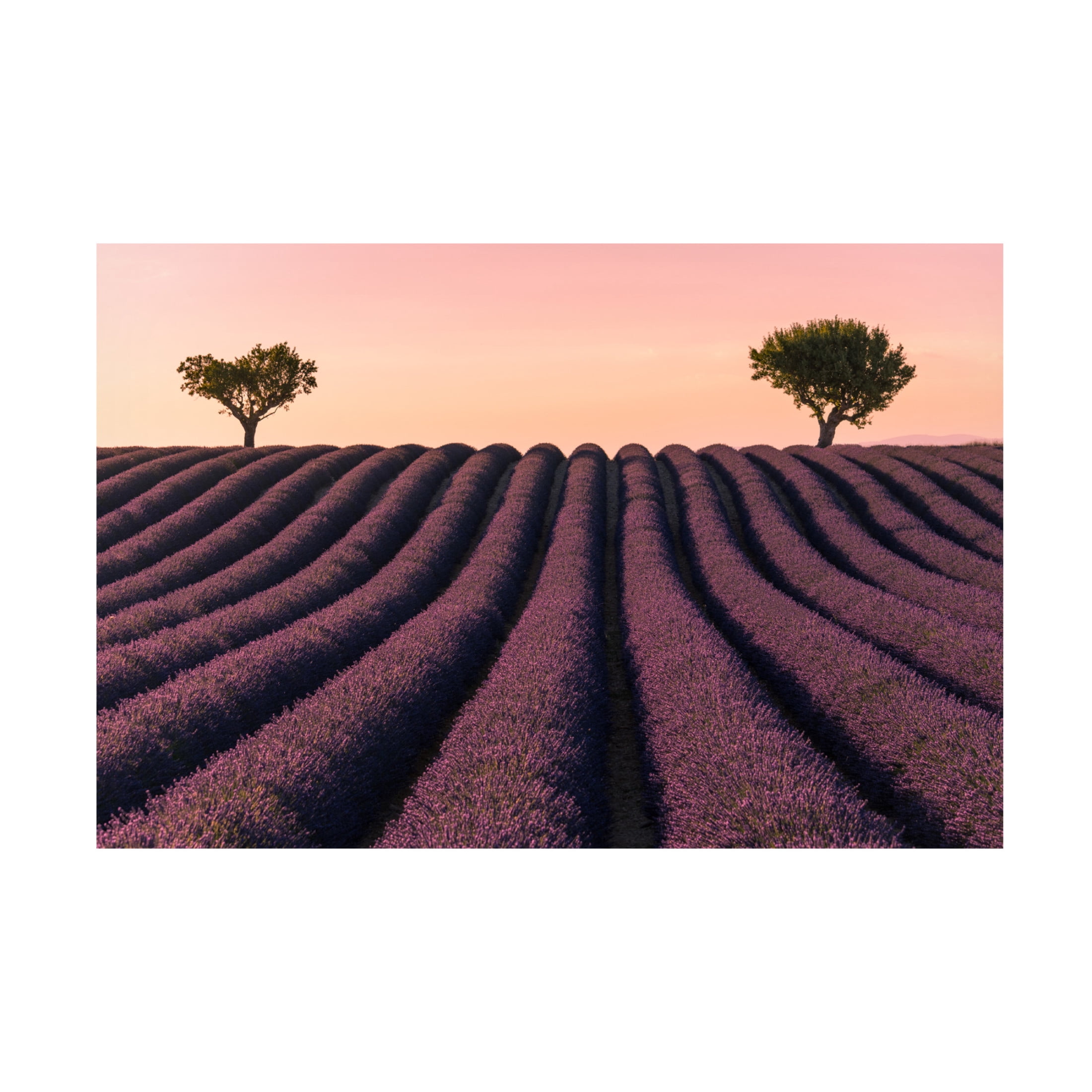 Canvas Wall Art - Kevin 'Lavender Field' Wall Art for Living Room, Bedroom, or Office Décor by Trademark Fine Art - 19 x 12 Inches