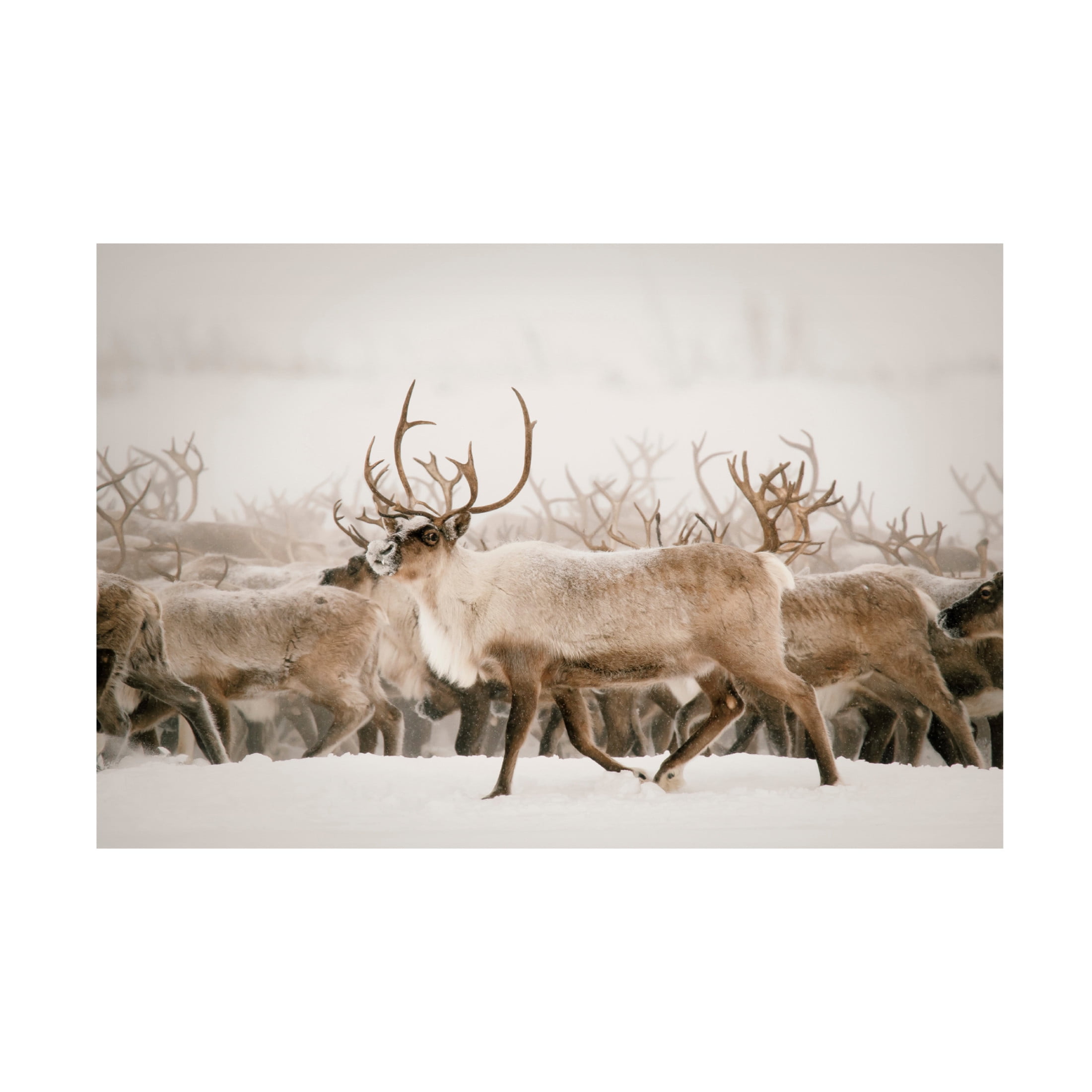 Canvas Wall Art - Krista Broadway 'Firth' Wall Art for Living Room, Bedroom, or Office Décor by Trademark Fine Art - 19 x 12 Inches