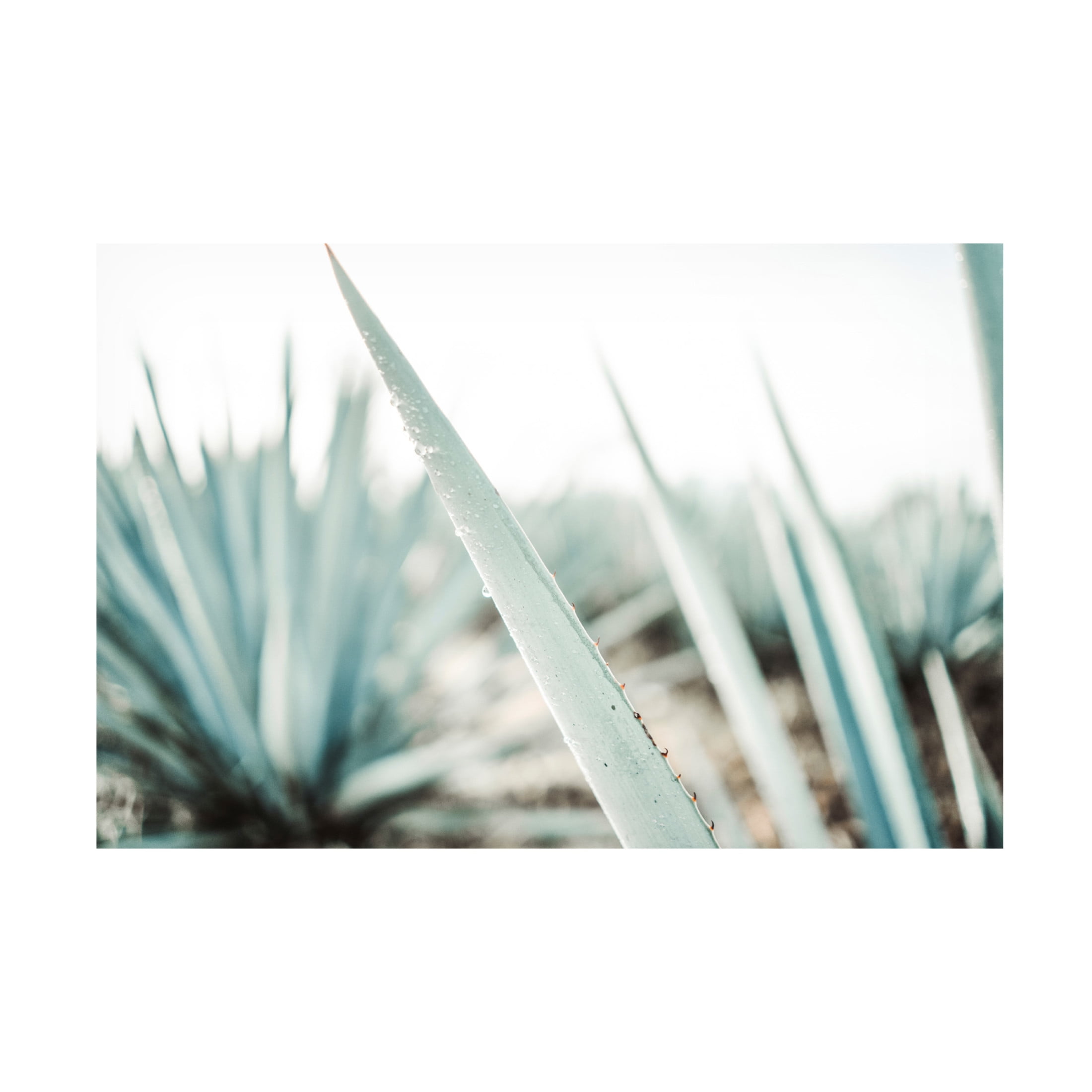 Canvas Wall Art - Krista Broadway 'Mulege' Wall Art for Living Room, Bedroom, or Office Décor by Trademark Fine Art - 19 x 12 Inches