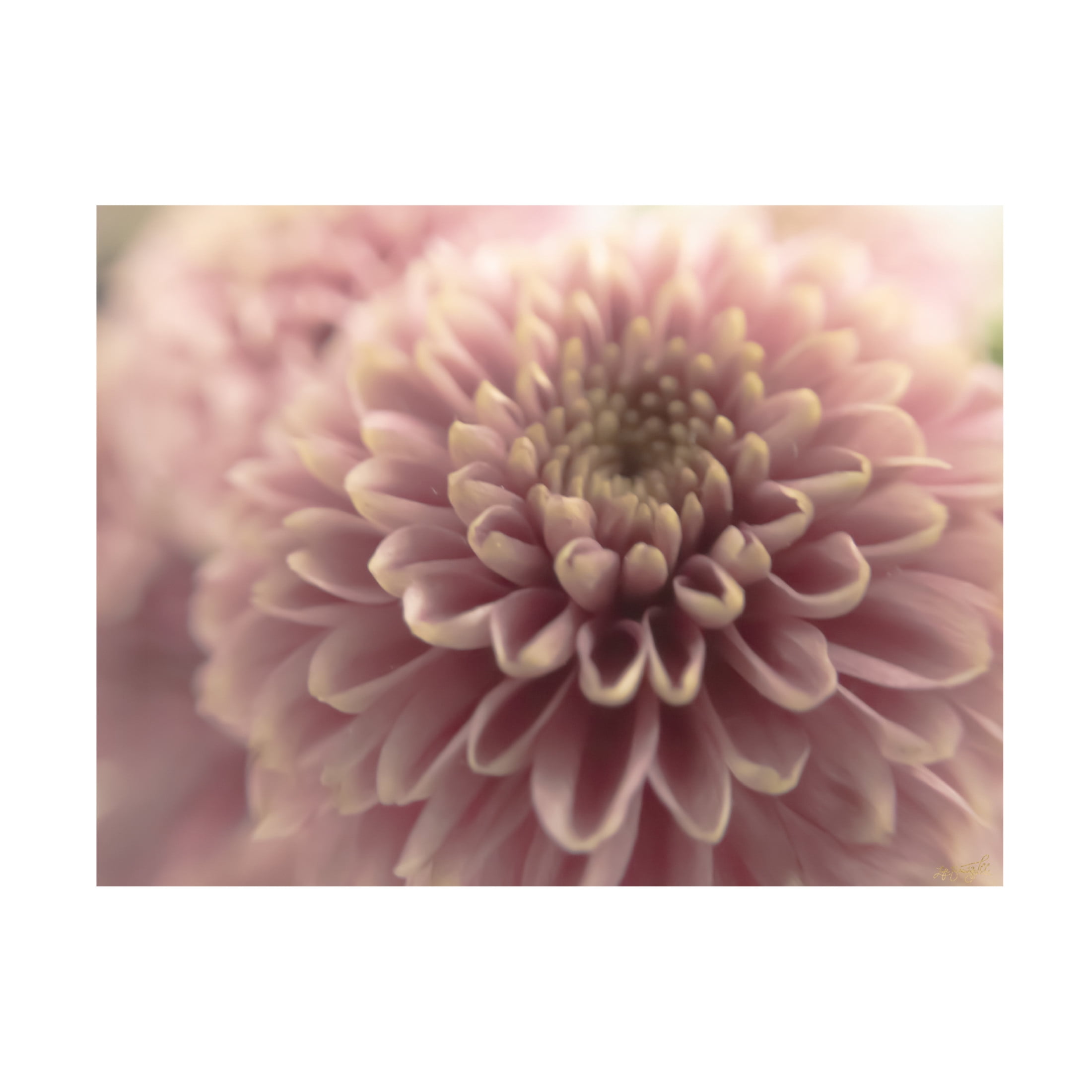 Canvas Wall Art - Life BeautifuLEE 'Gentle and Round' Wall Art for Living Room, Bedroom, or Office Décor by Trademark Fine Art - 24 x 18 Inches