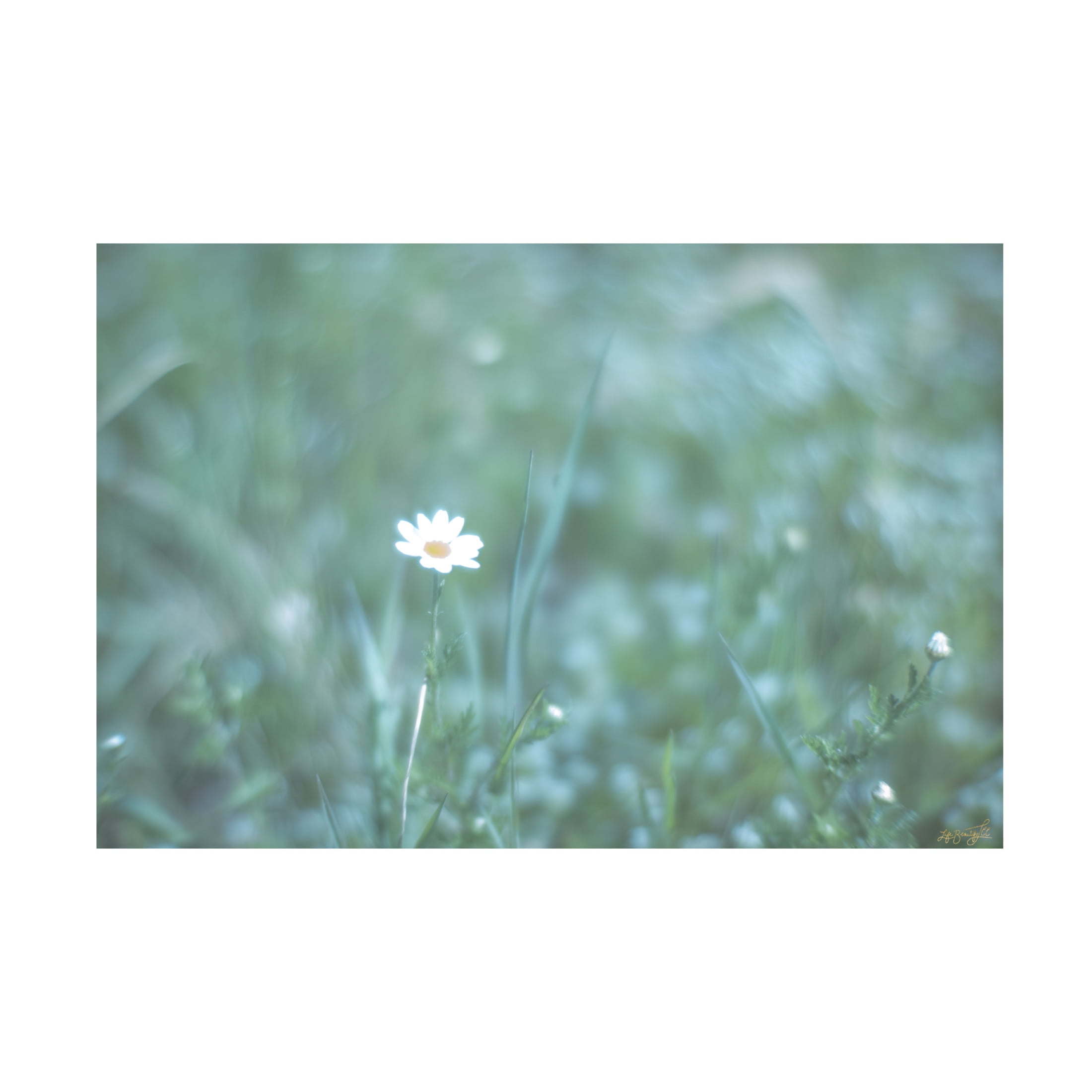 Canvas Wall Art - Life BeautifuLEE 'Glow Dream Floral' Wall Art for Living Room, Bedroom, or Office Décor by Trademark Fine Art - 24 x 16 Inches