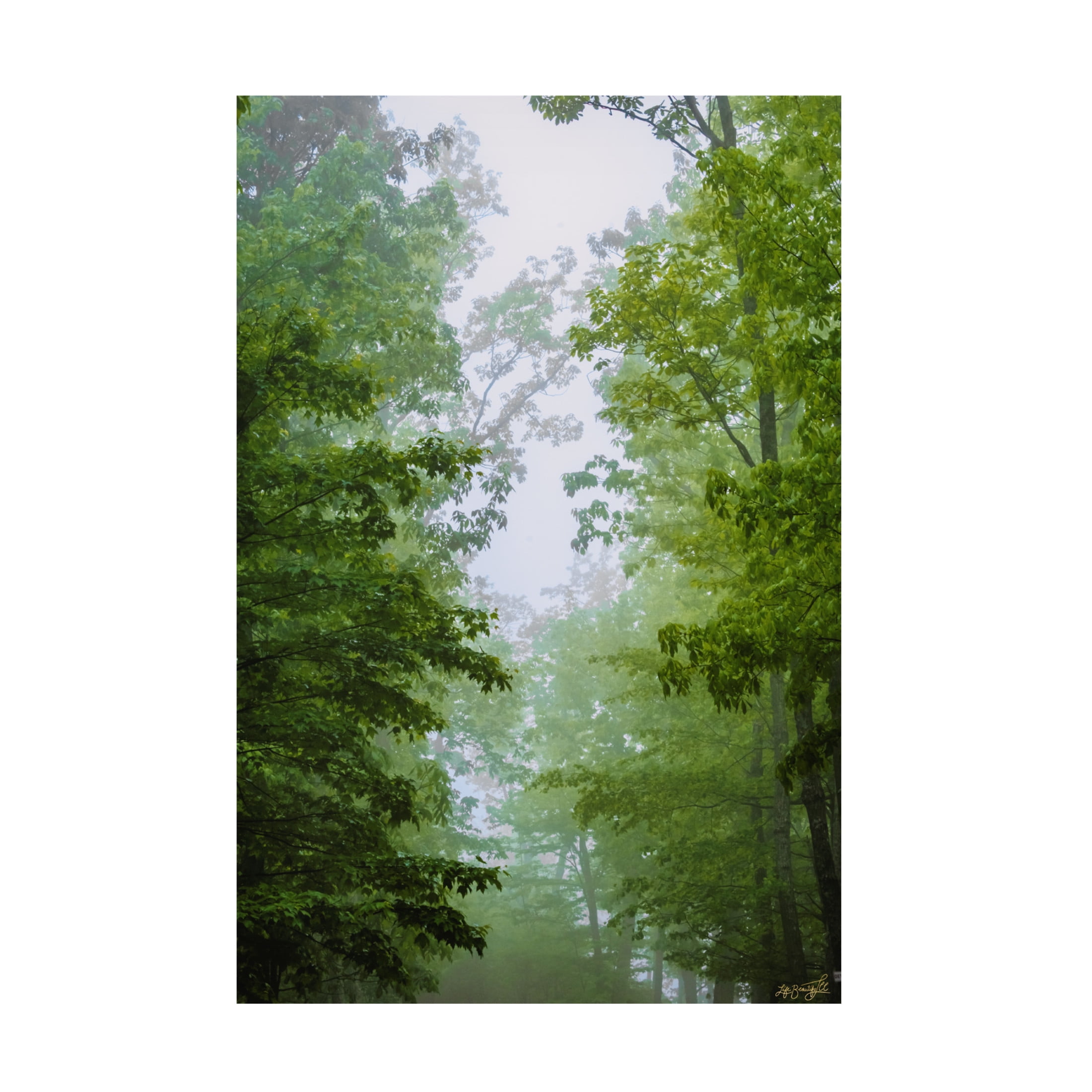 Canvas Wall Art - Life BeautifuLEE 'Green Glow Woods 1' Wall Art for Living Room, Bedroom, or Office Décor by Trademark Fine Art - 30 x 47 Inches