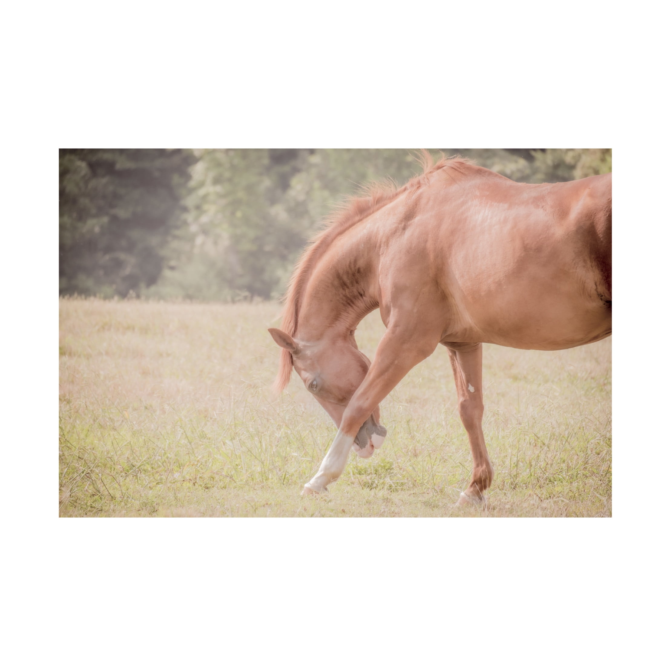 Canvas Wall Art - Life BeautifuLEE 'Horse Softly Bowing' Wall Art for Living Room, Bedroom, or Office Décor by Trademark Fine Art - 32 x 22 Inches