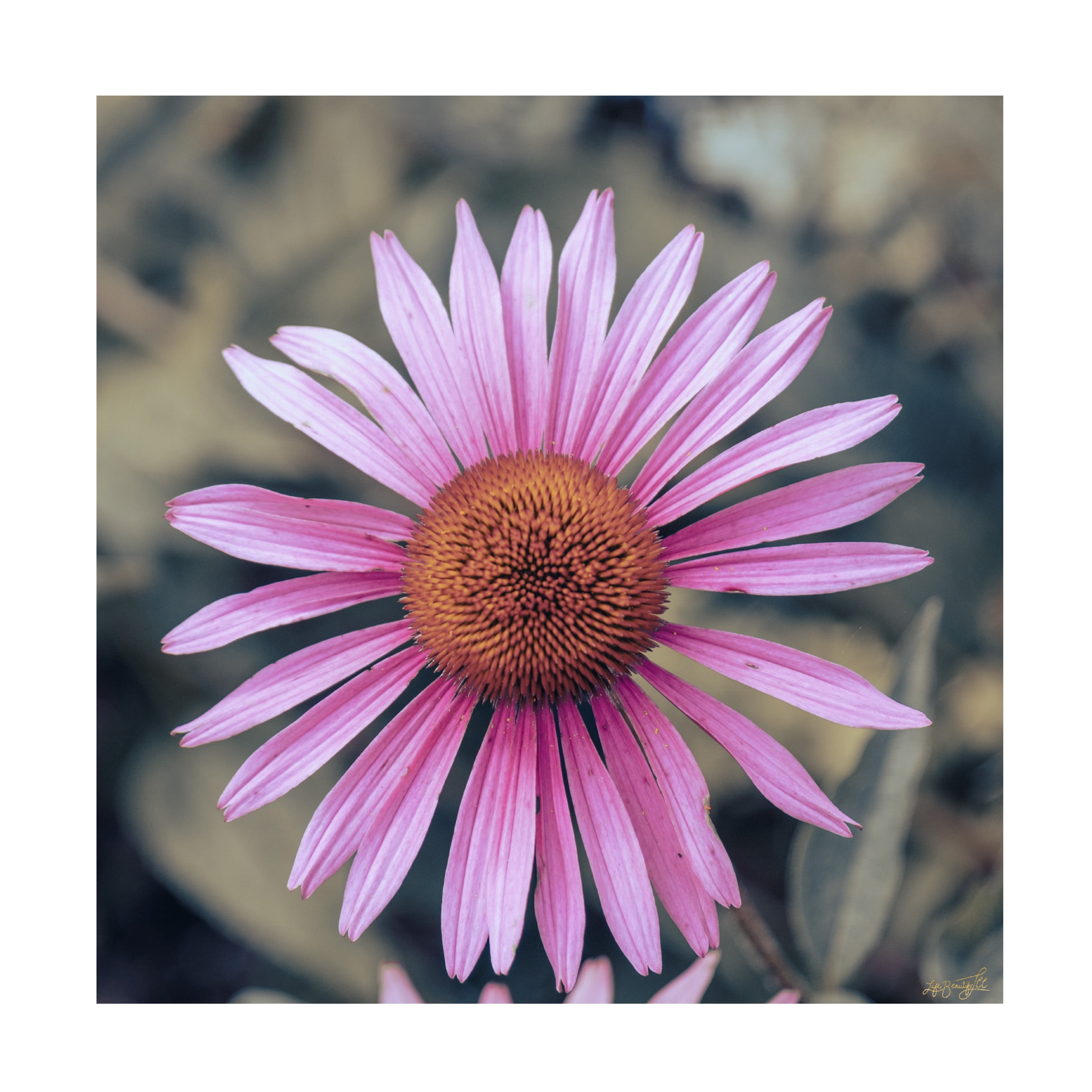 Canvas Wall Art - Life BeautifuLEE 'Little Lady Flower 1' Wall Art for Living Room, Bedroom, or Office Décor by Trademark Fine Art - 35 x 35 Inches - 35x35