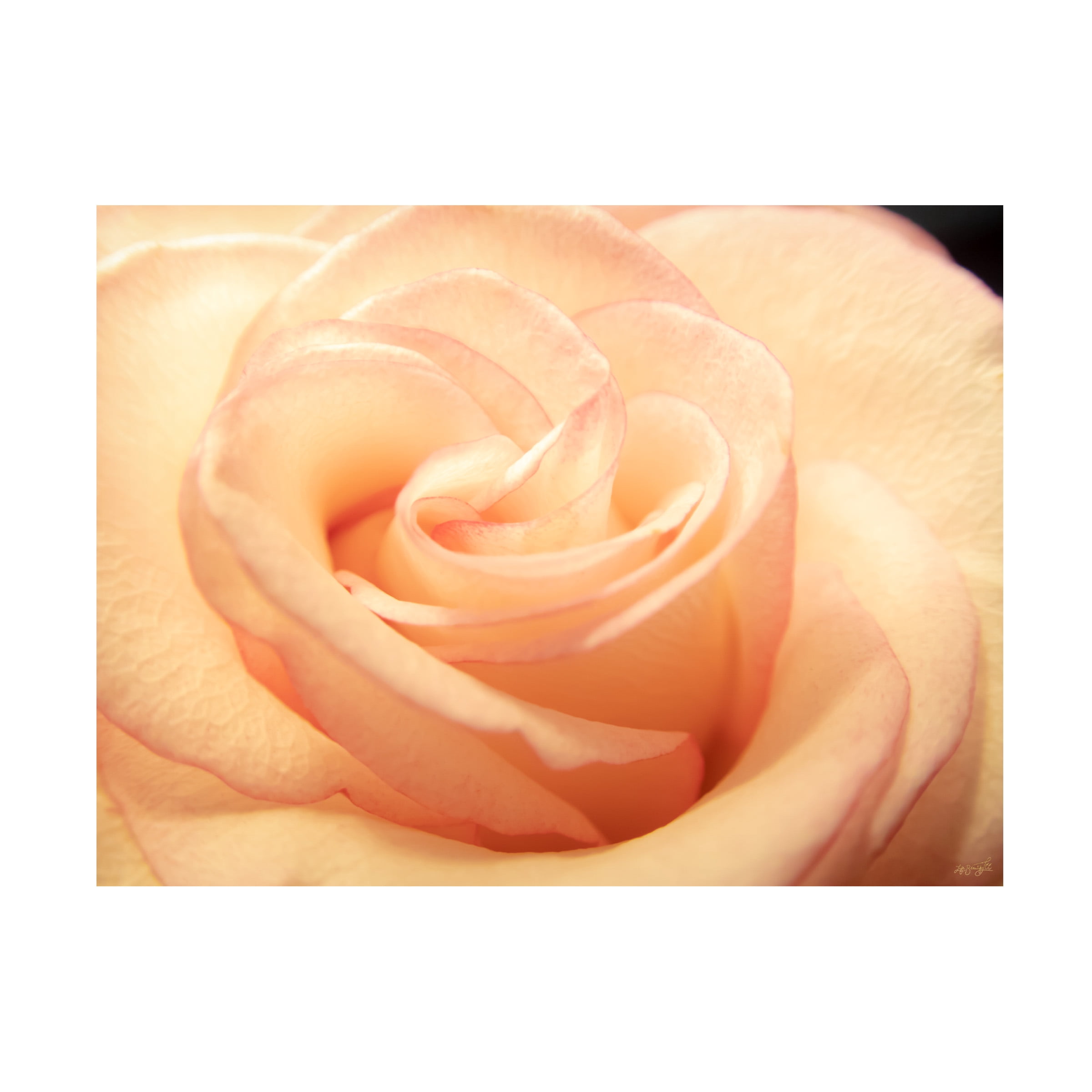 Canvas Wall Art - Life BeautifuLEE 'Peach Lined Rose' Wall Art for Living Room, Bedroom, or Office DÃ©cor by Trademark Fine Art - 19 x 14 Inches