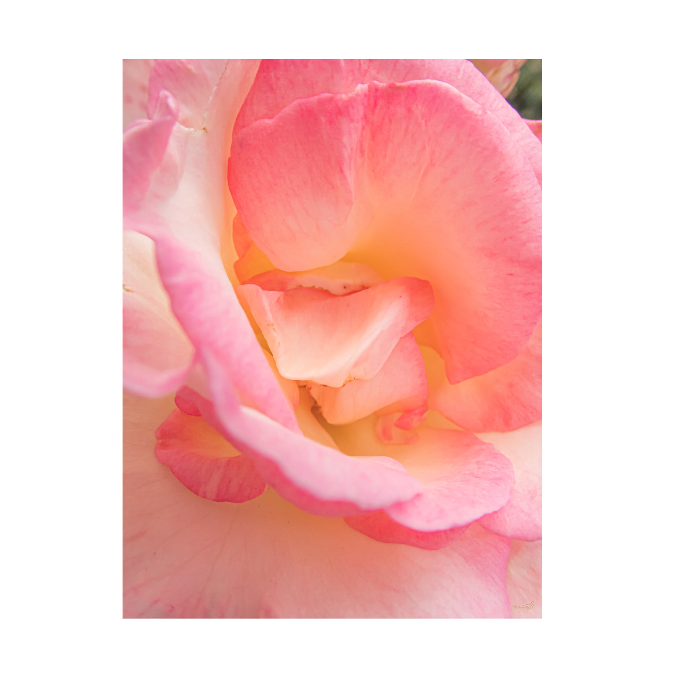 Canvas Wall Art - Life BeautifuLEE 'Pink Gentle Intense' Wall Art for Living Room, Bedroom, or Office Décor by Trademark Fine Art - 18 x 24 Inches